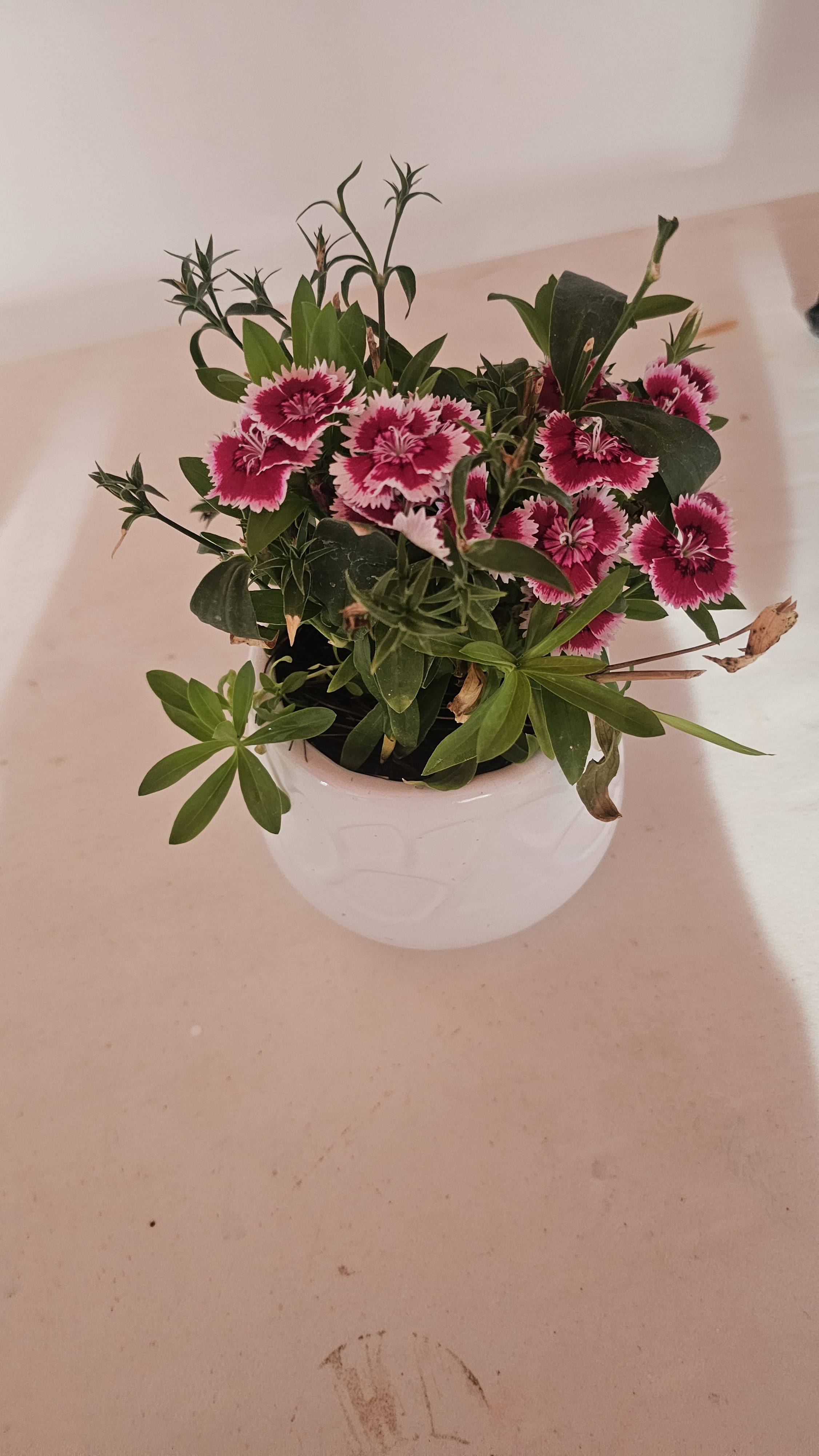 Como cuidar sua Cravina (Dianthus chinensis): folhas com pontas marrons e floração saudável