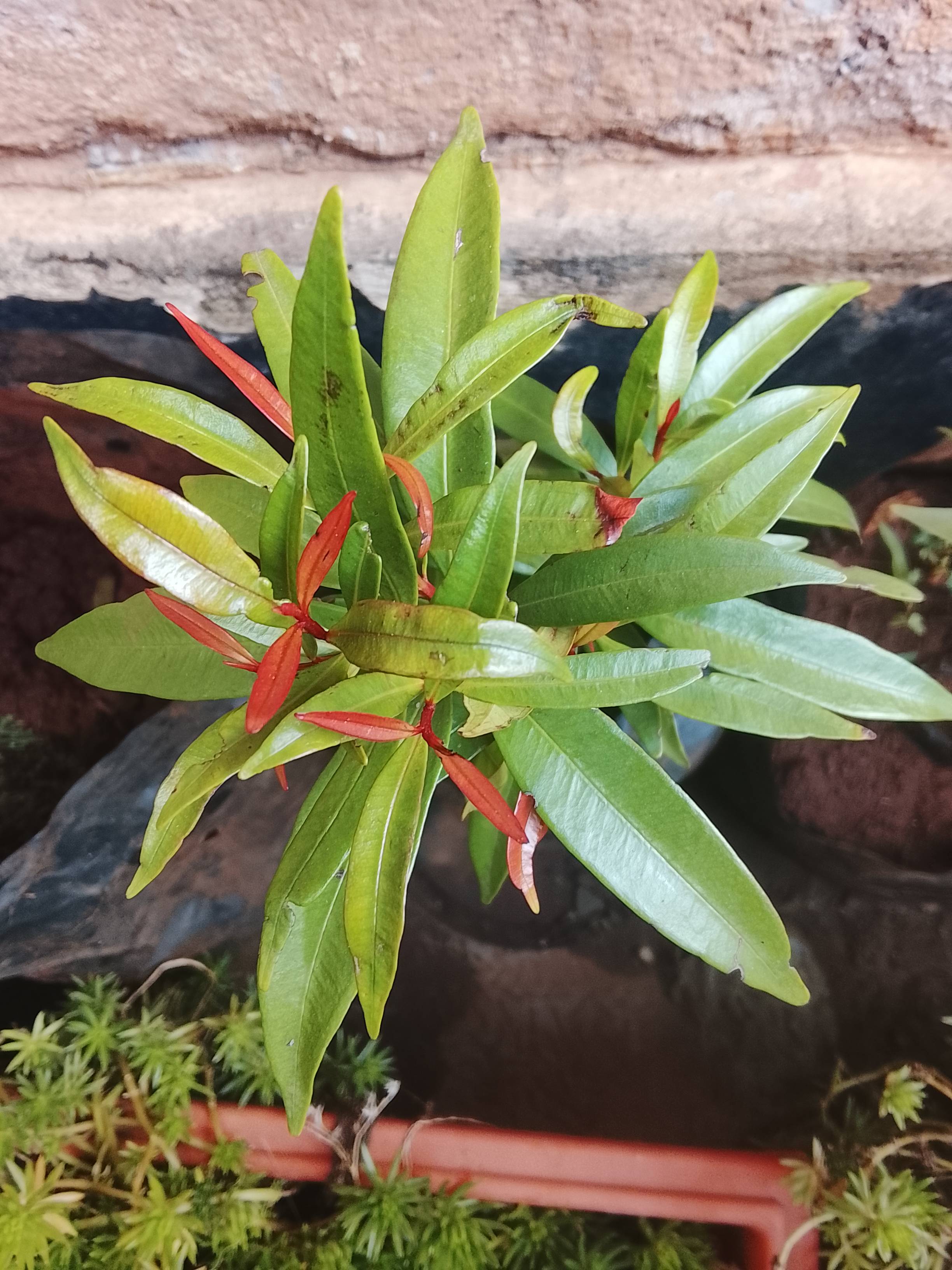 Jambos (Syzygium jambos): Treating Minor Brown Spots and Keeping New Growth Healthy