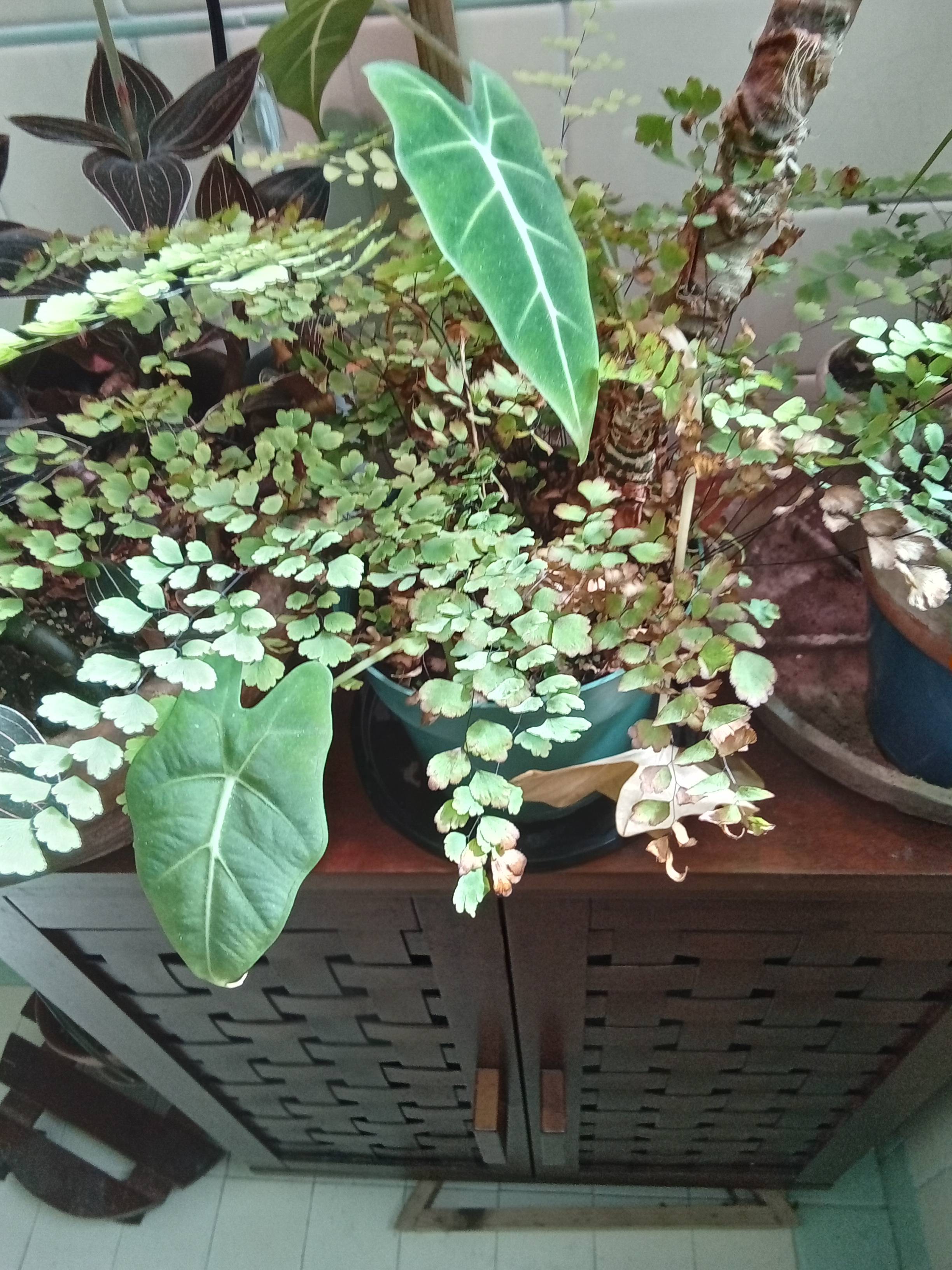 Rimedi per le punte bruciate del Capelvenere Delta (Adiantum raddianum)