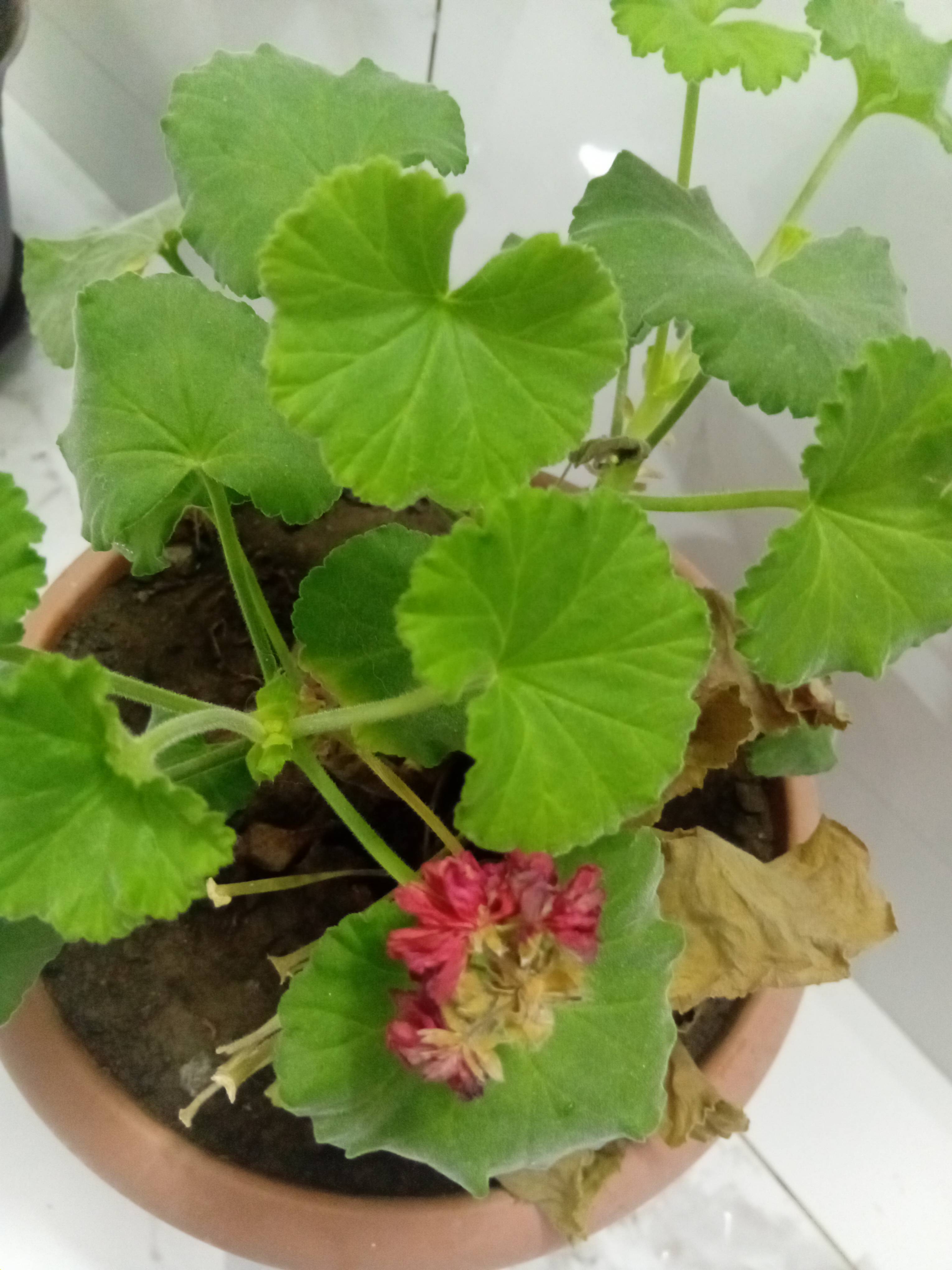 Gerânio ferradura (Pelargonium zonale): Tratamento para folhas inferiores amarronzadas e flores secas