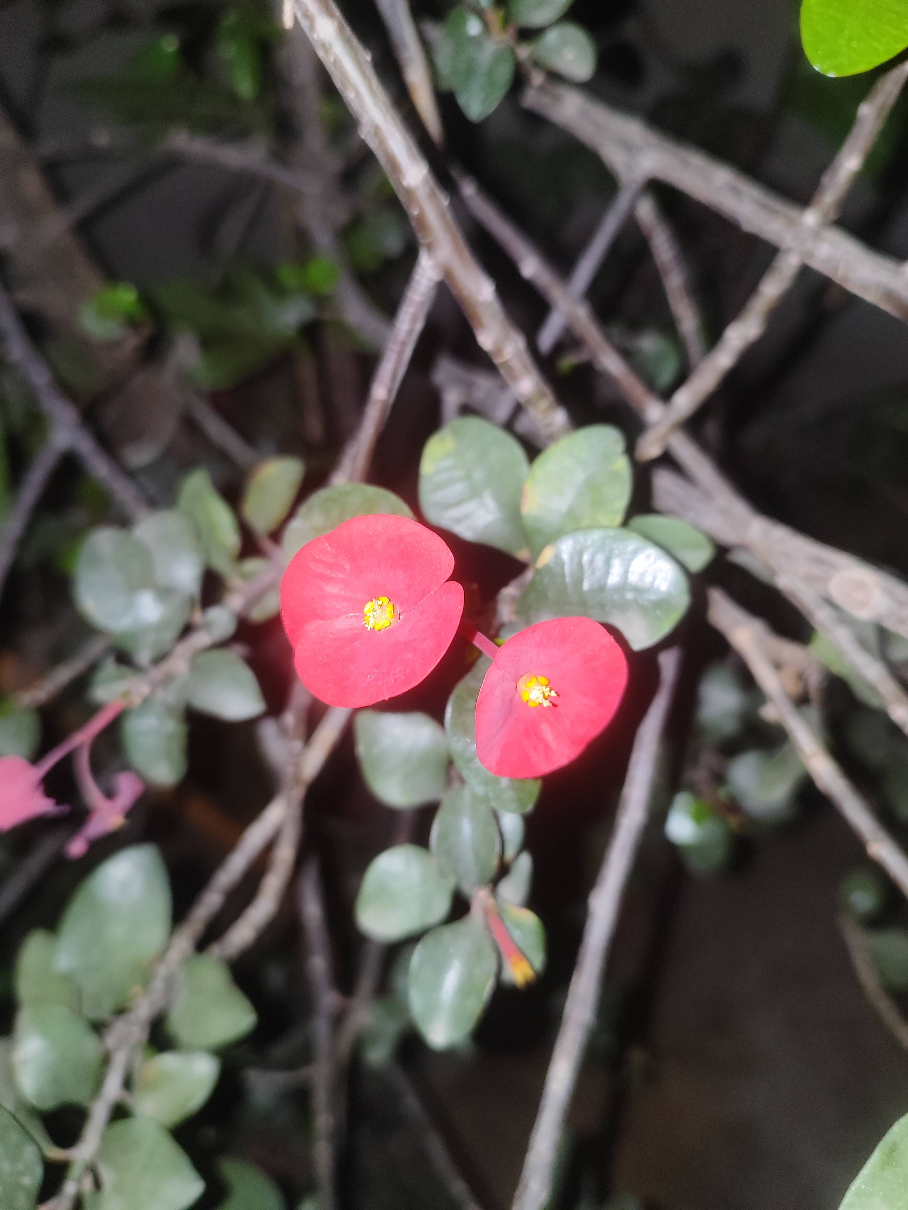 Pflege der Chinesischen Kappe (Euphorbia geroldii): Anleitung zur Erhaltung der Gesundheit