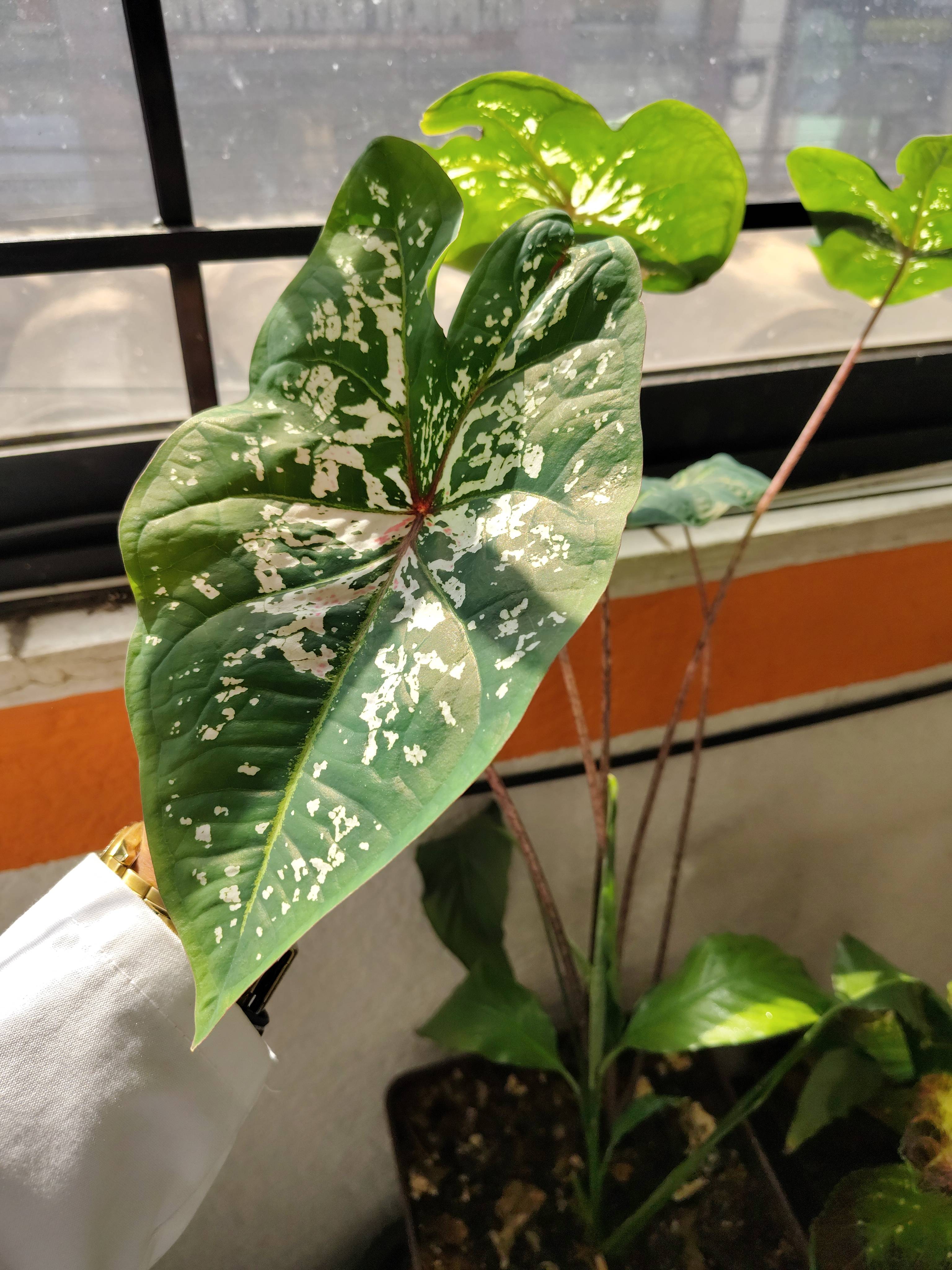 Macchie bianche su Cuore di Gesù (Caladium bicolor): diagnosi e cure