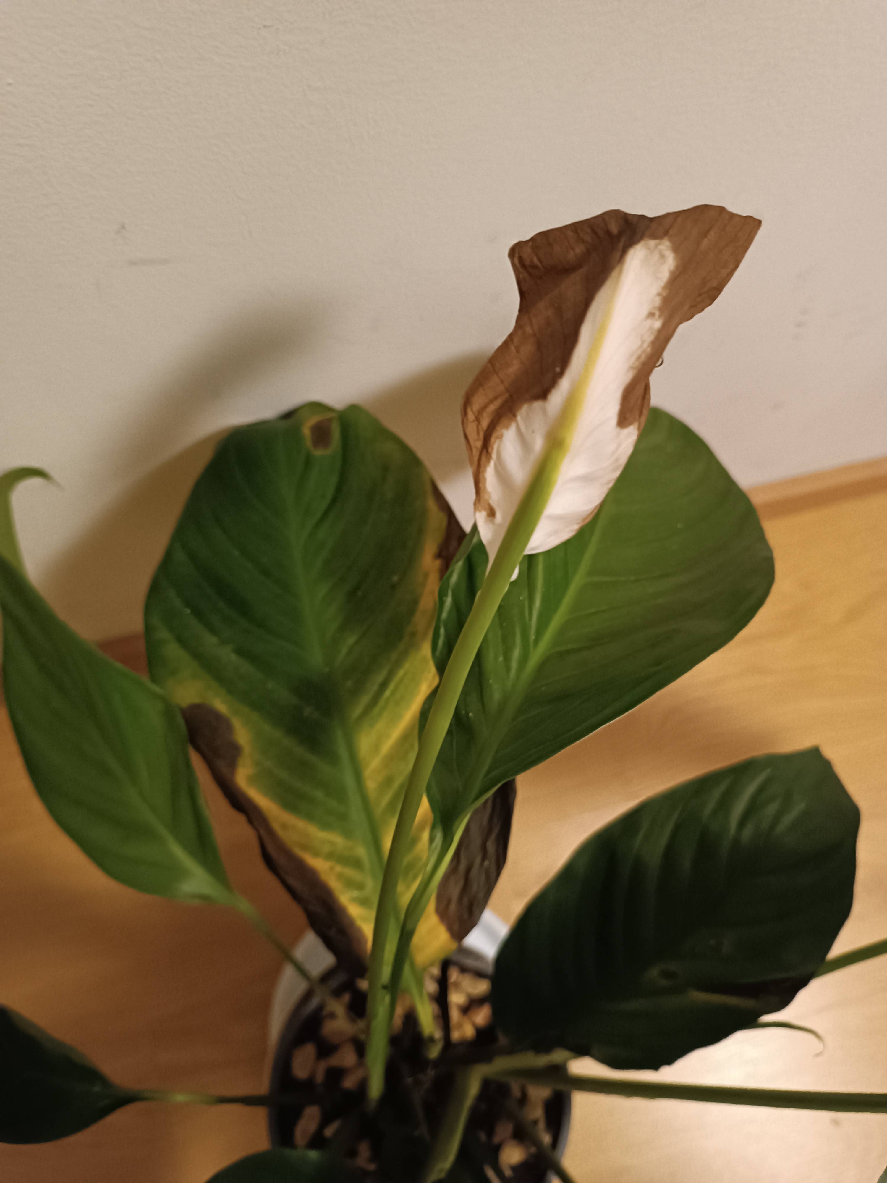 Spathiphyllum (Spathiphyllum blandum) : comment corriger les bords et taches brunes sur les feuilles et les fleurs