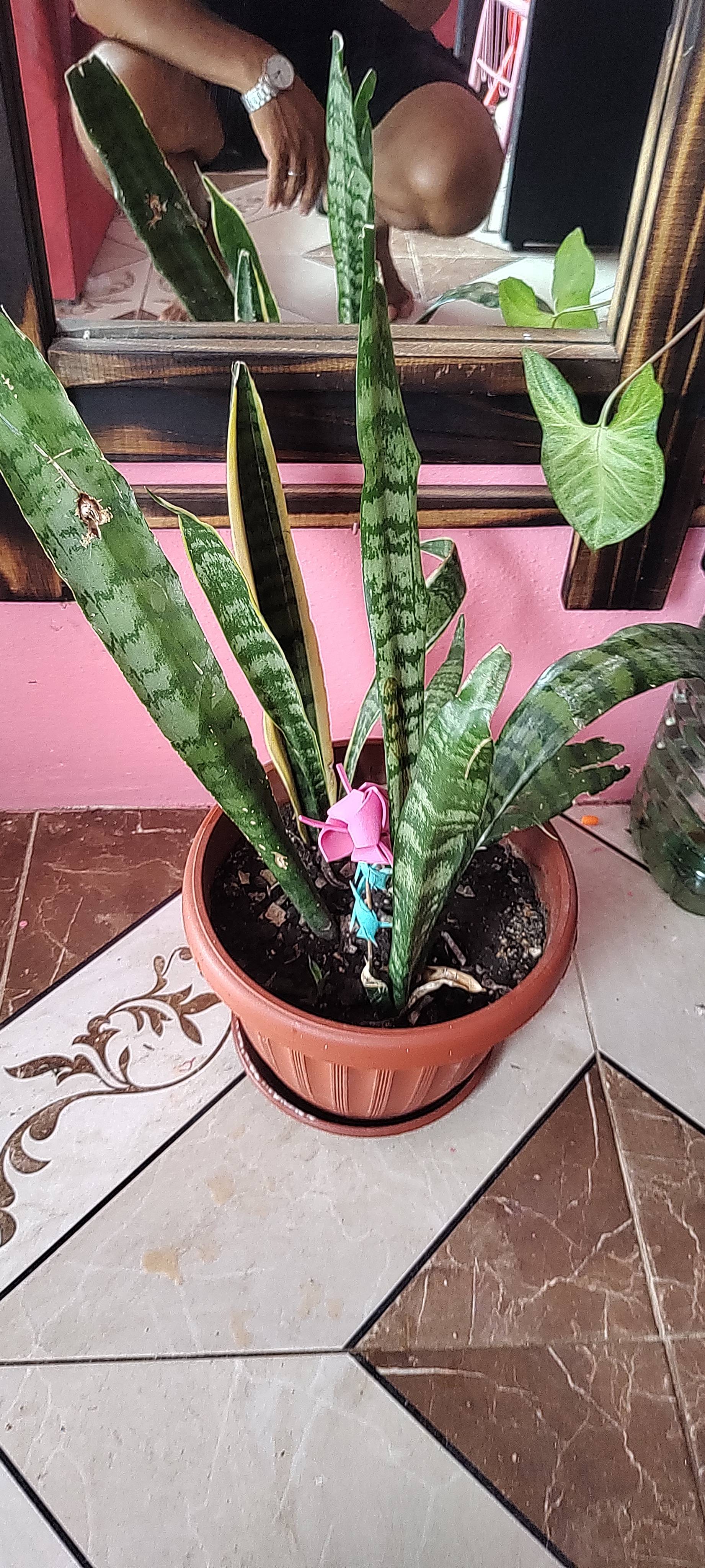 Care and Fixes for Snake Plant (Dracaena trifasciata) with Spots and Holes