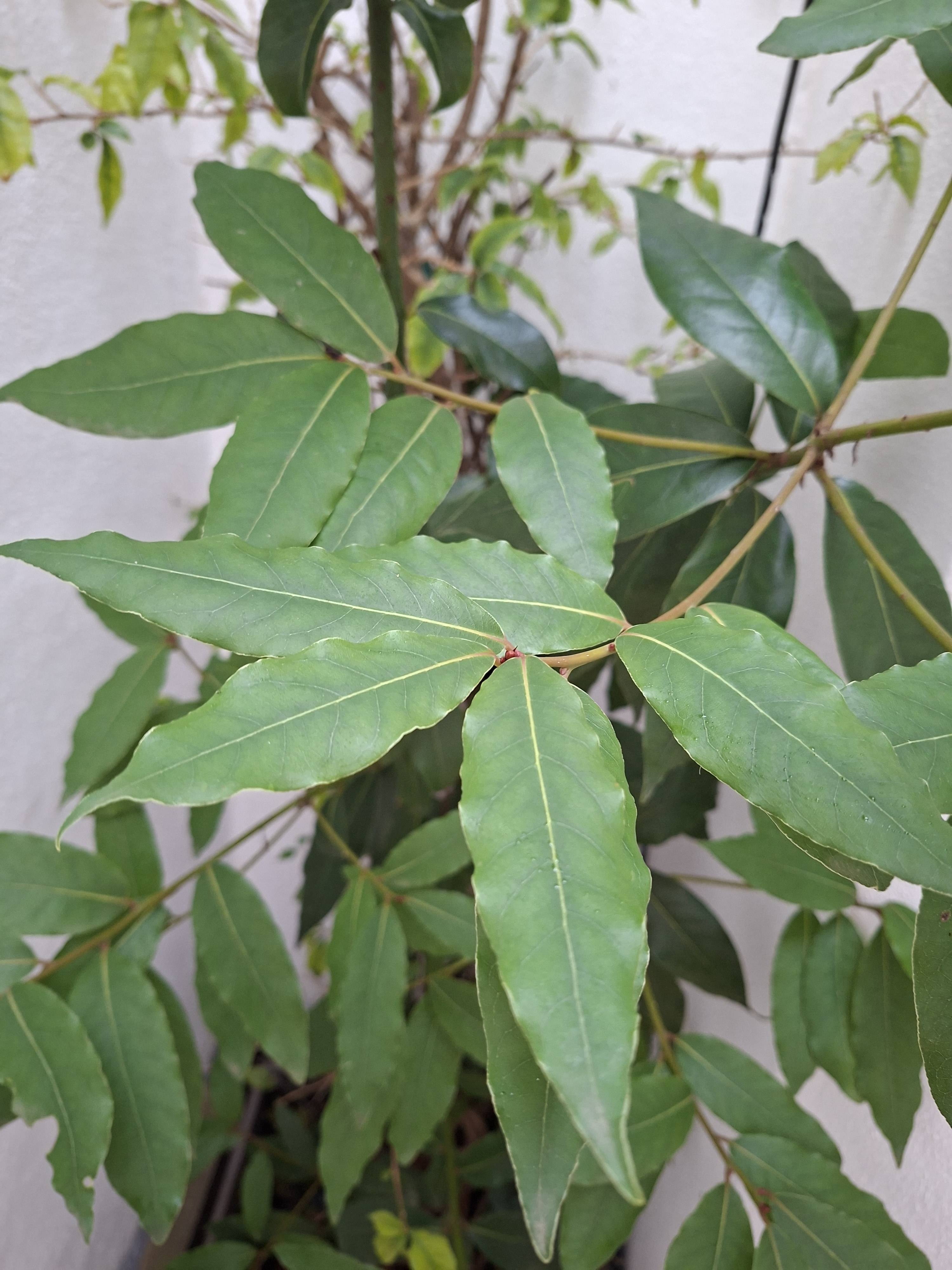 Cura del Alloro delle Azzorre (Laurus azorica): diagnosi e raccomandazioni