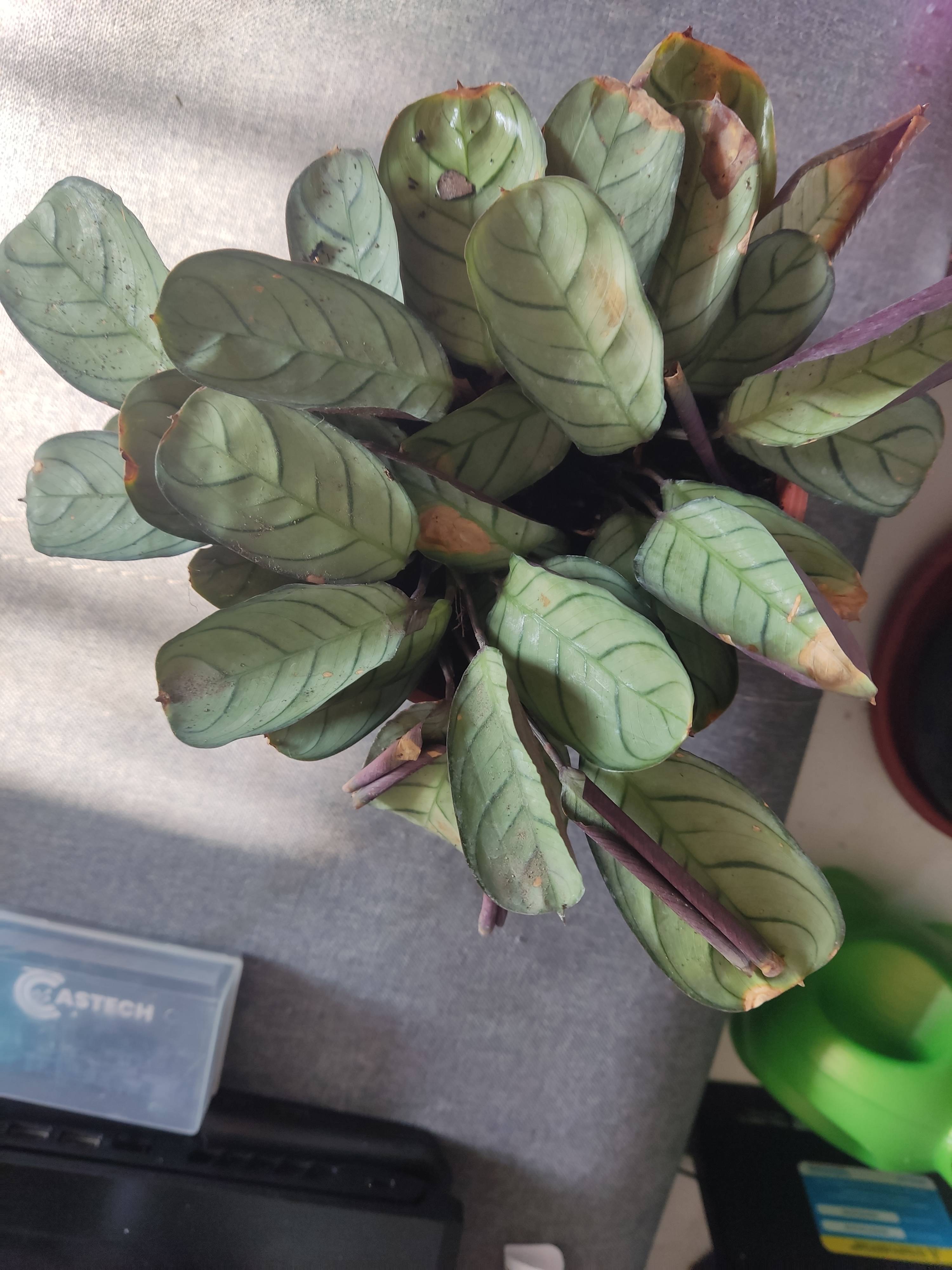 Pflege von 'Papel de música' (Ctenanthe burle-marxii) bei braunen Flecken und trockenen Blattspitzen