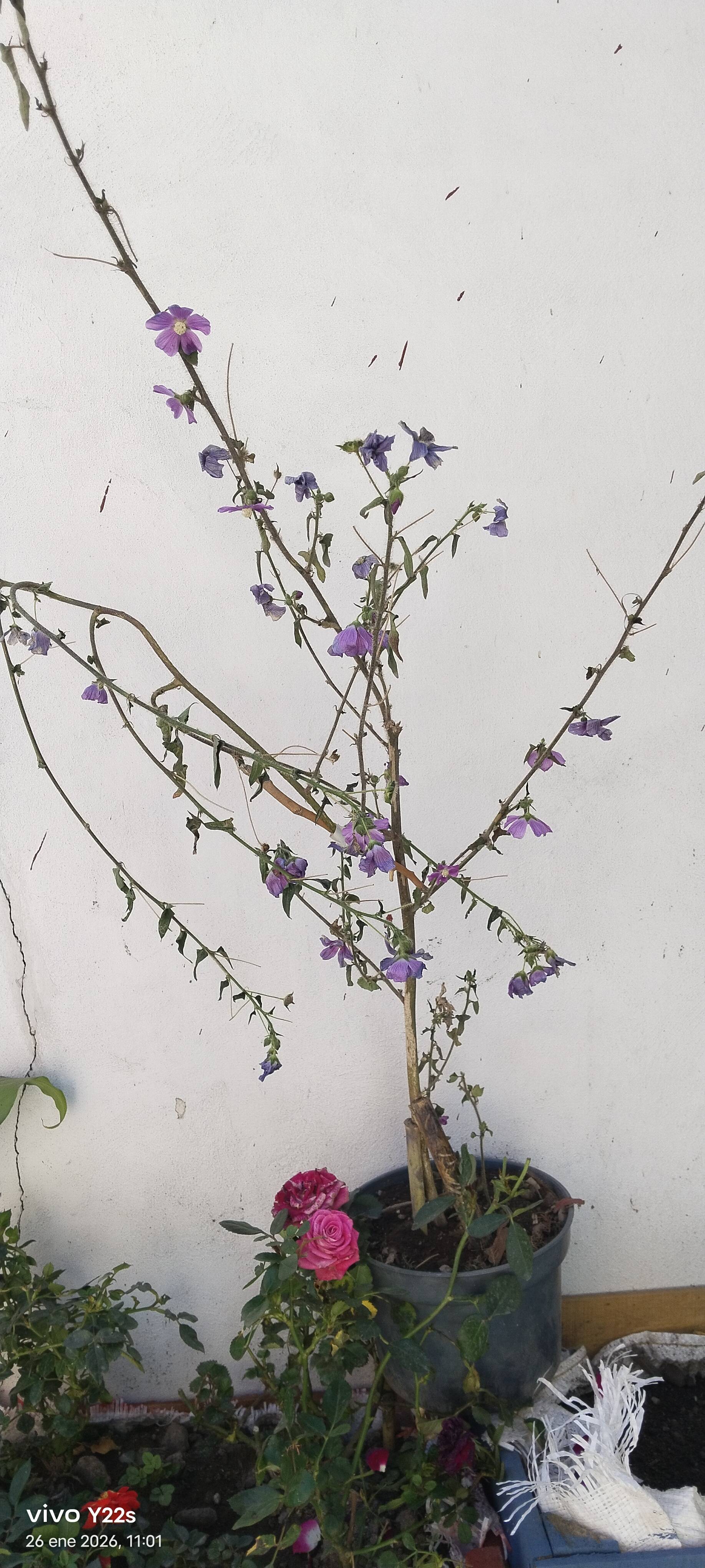Campanola (Campanula rapunculoides): folhas murchas e bordas marrons — diagnóstico e solução