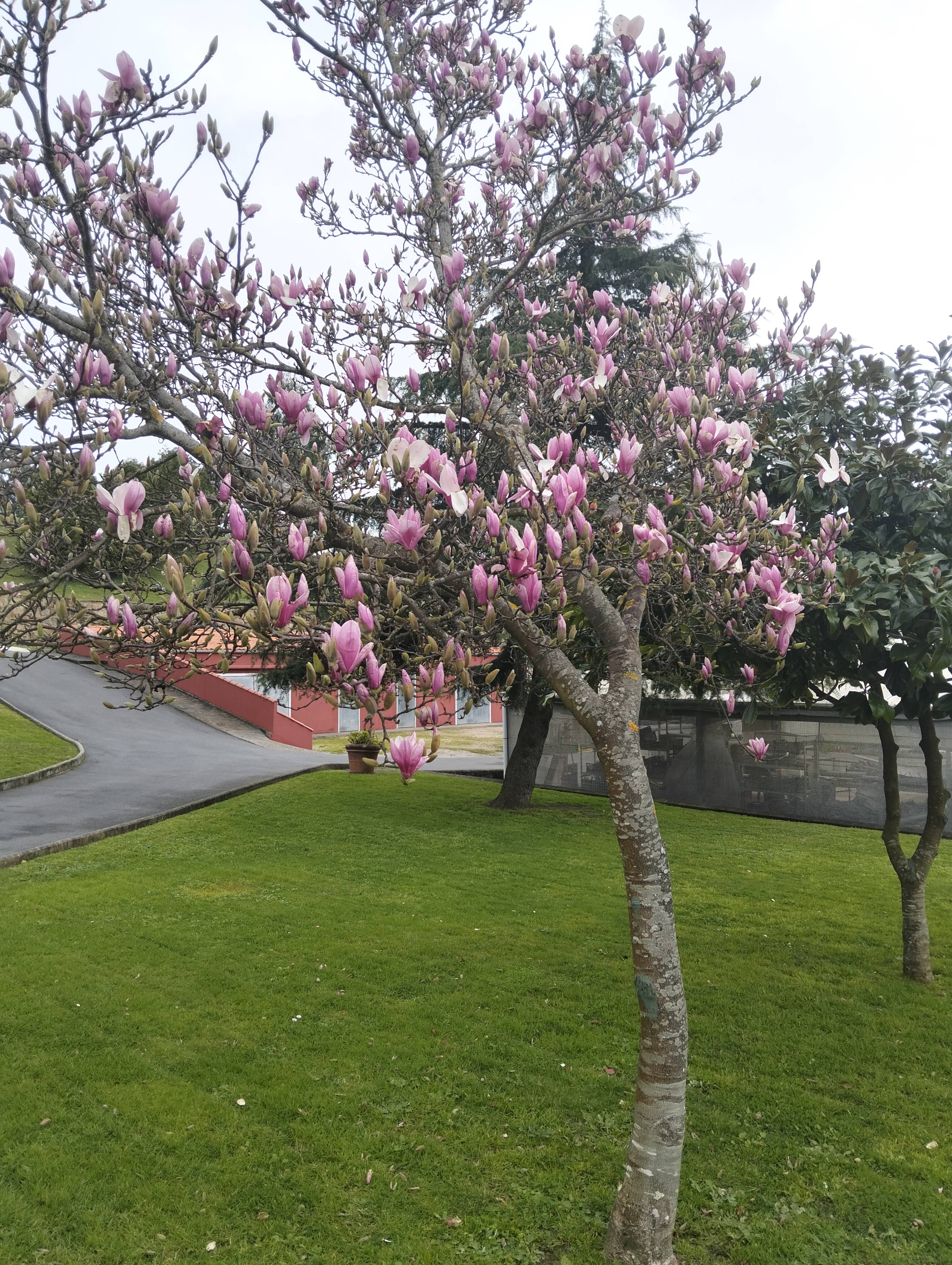 Magnolia × soulangeana: diagnosi e cure di base