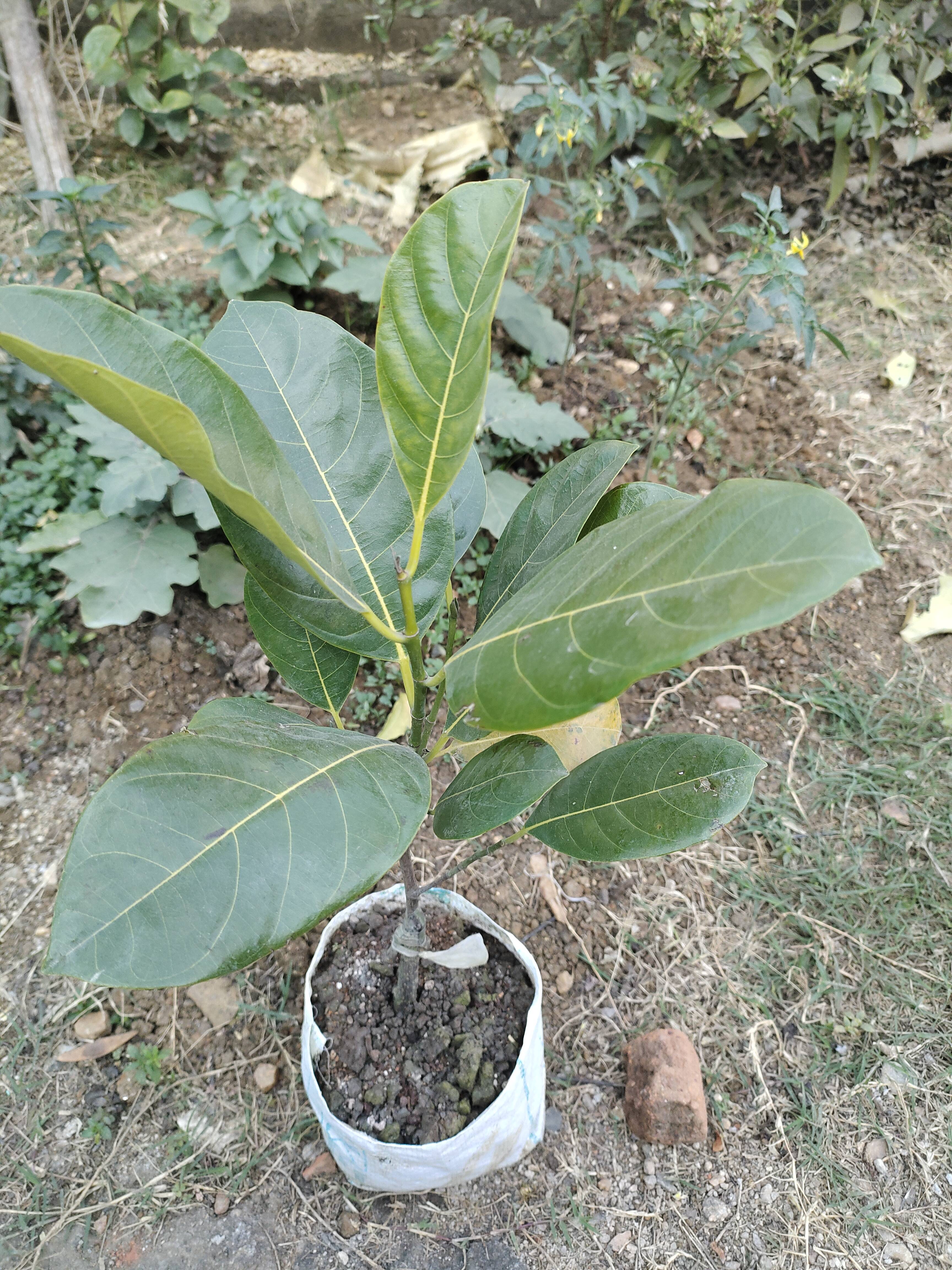 Cuidados com a jaca: planta saudável com pequenas marcas — O que observar e como mantê-la