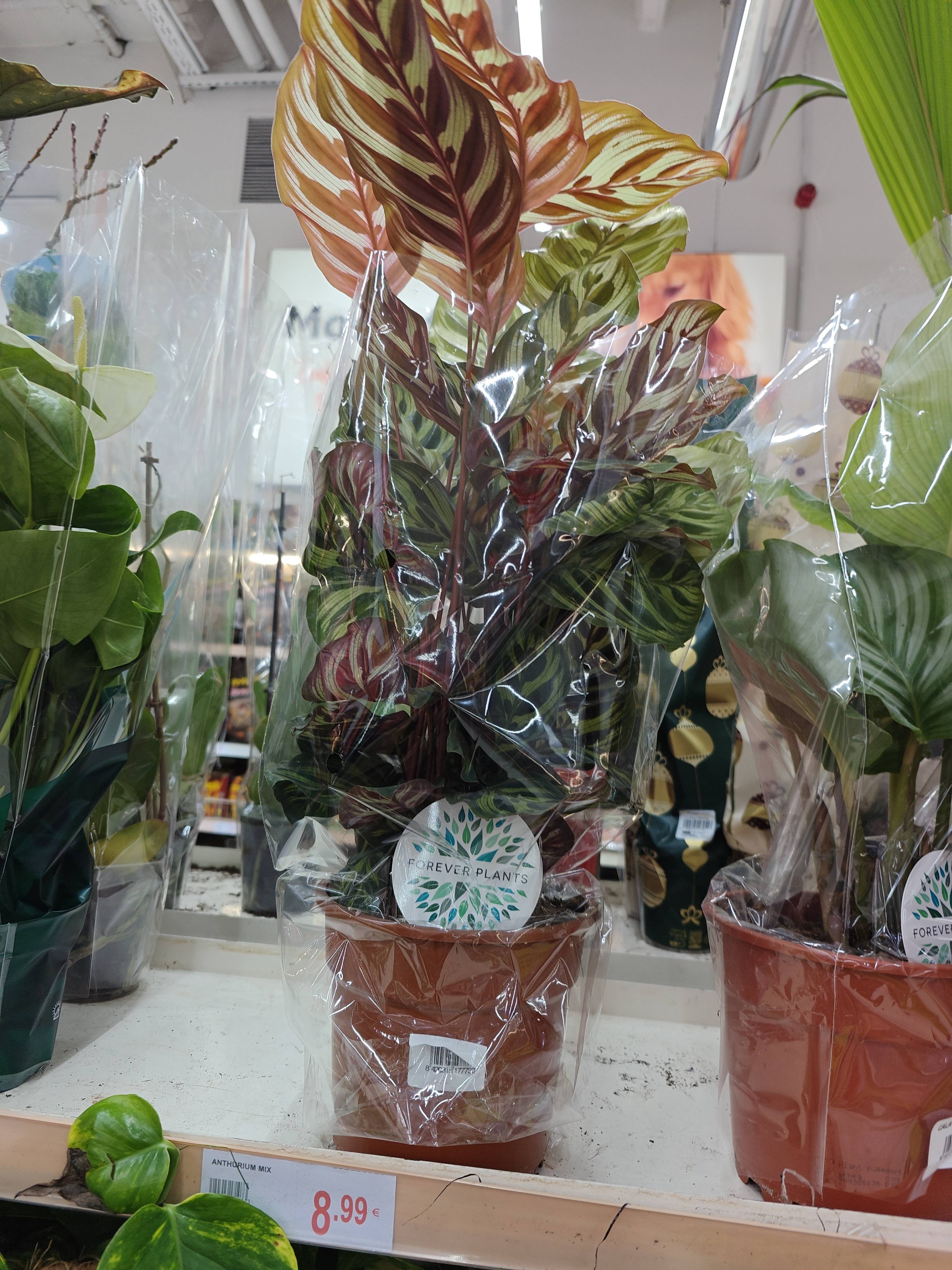 Basic Care for Peacock Tail (Goeppertia makoyana) and How to Fix Humidity Issues