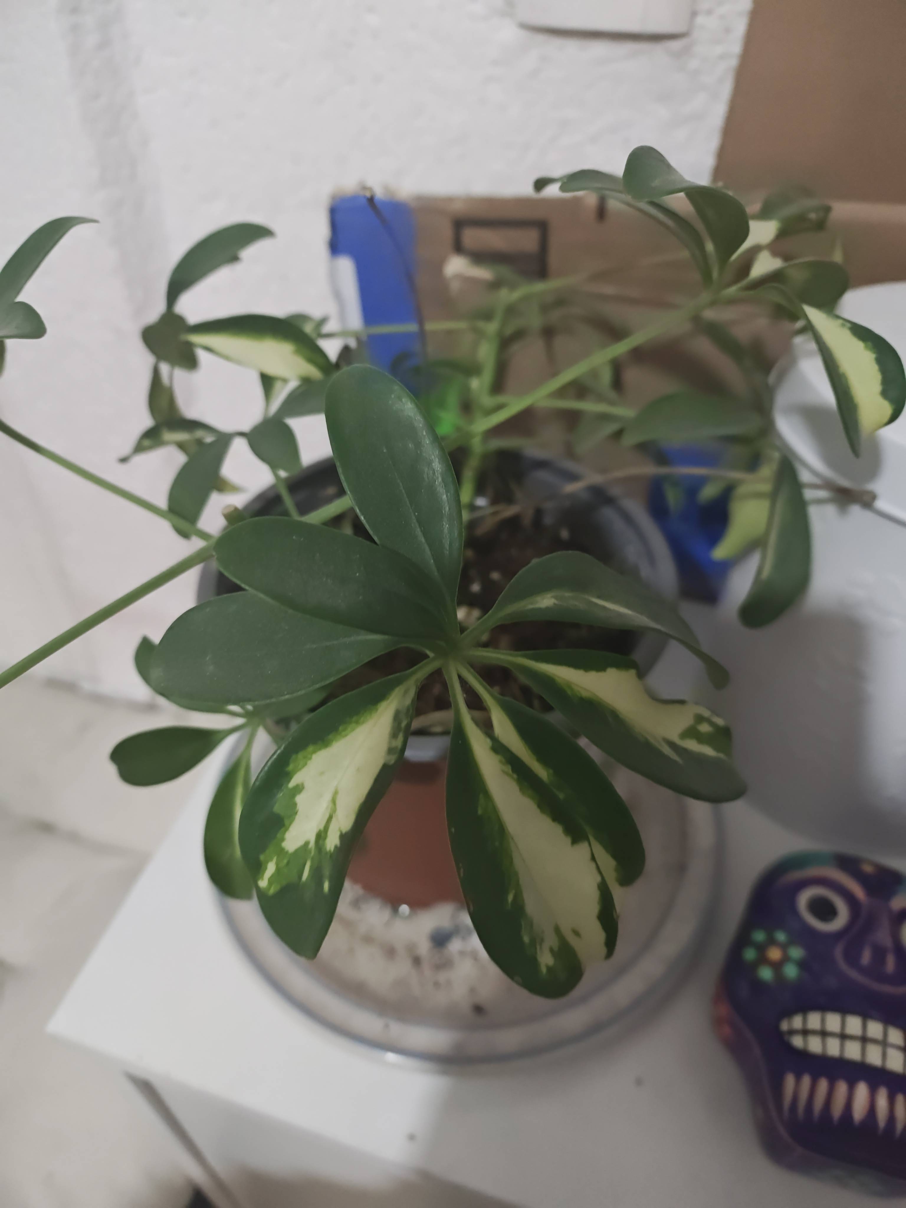 Cuidado de Aralia Cheflera (Heptapleurum arboricola) con follaje variegado