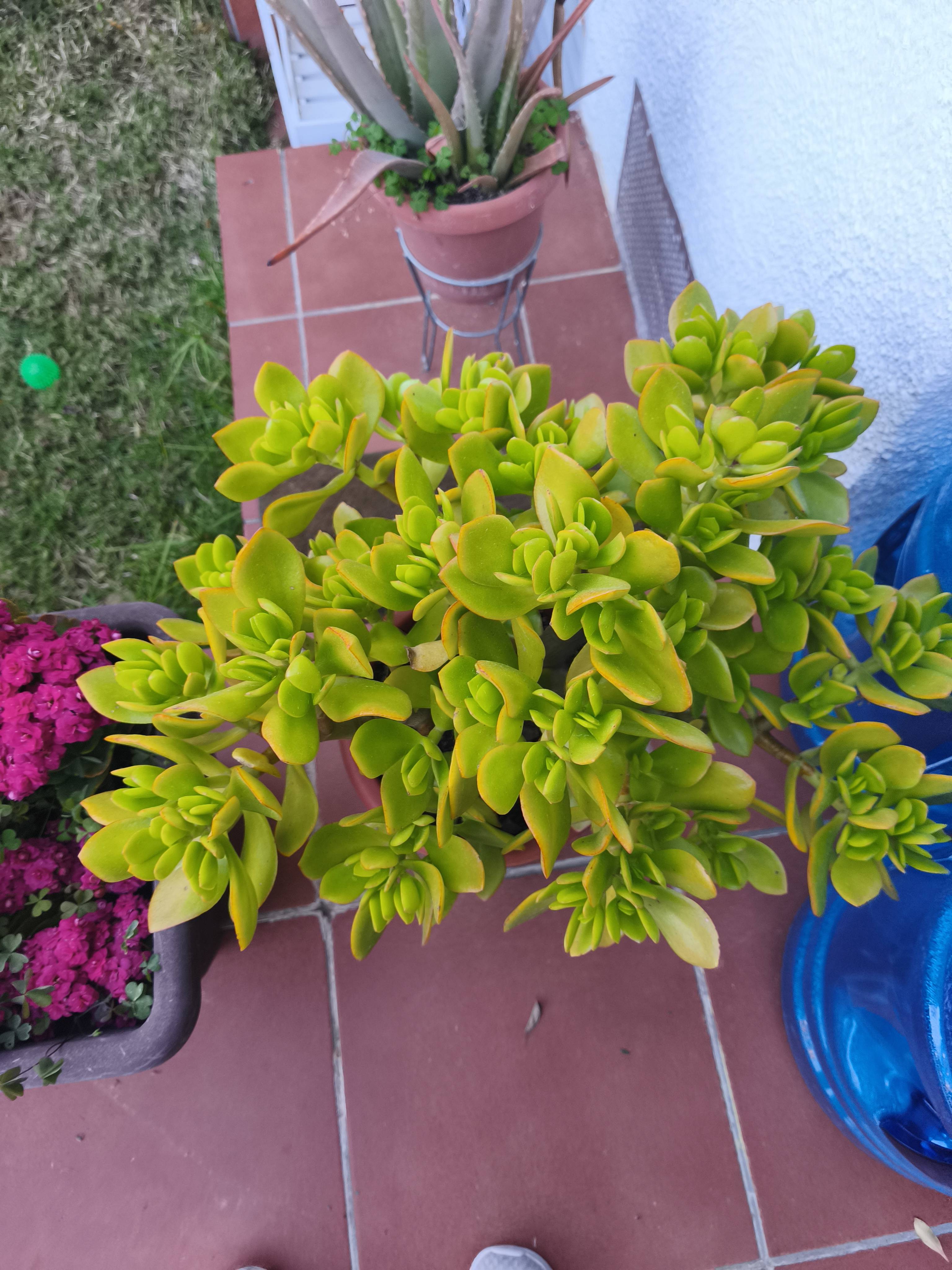 Cure di base per Ensaiao-gigante (Sedum praealtum) e risoluzione di bordi leggermente gialli