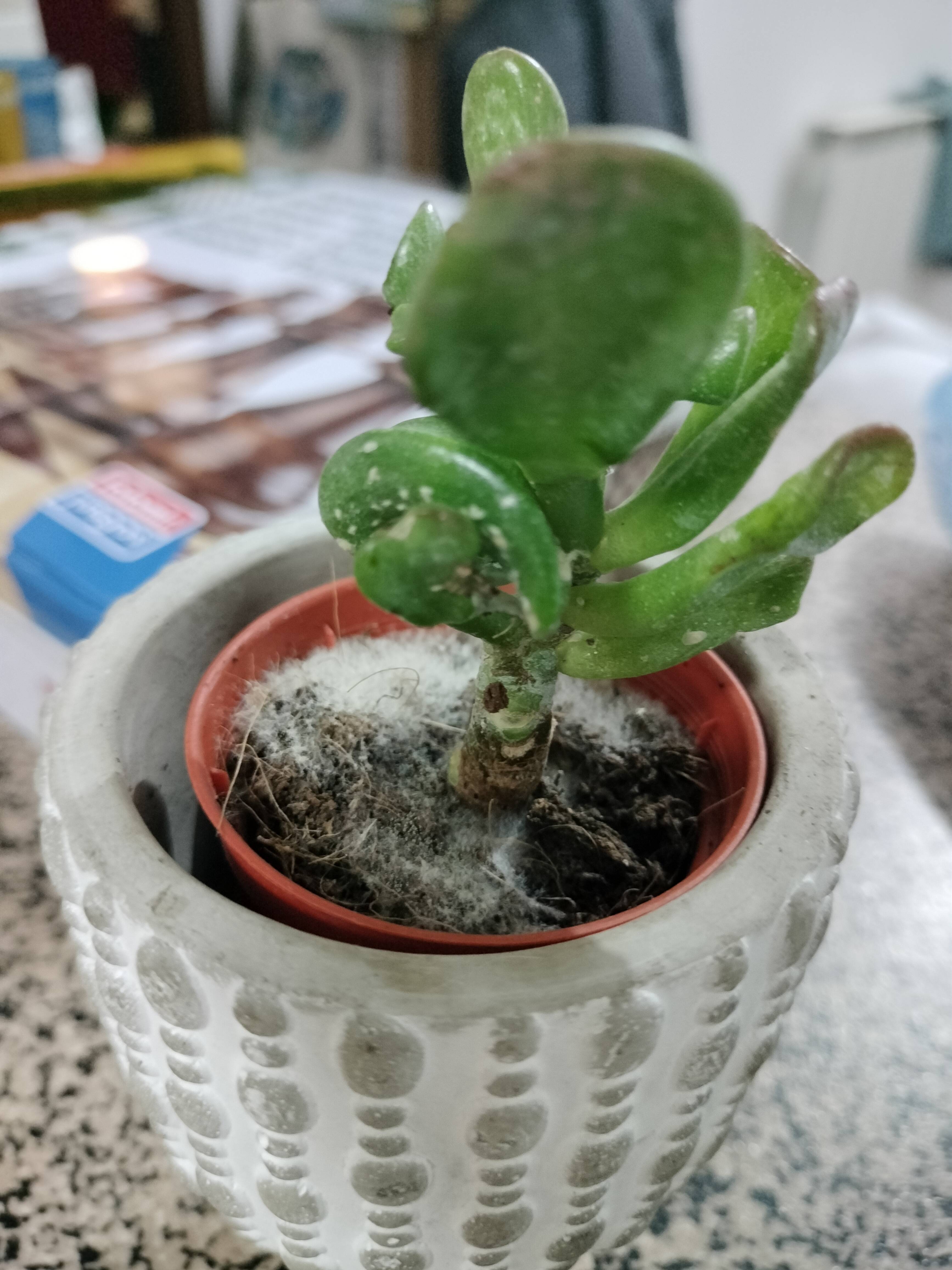 Wie man weißen Schimmel und Feuchtigkeitsstress bei deinem Geldbaum (Crassula ovata) behandelt
