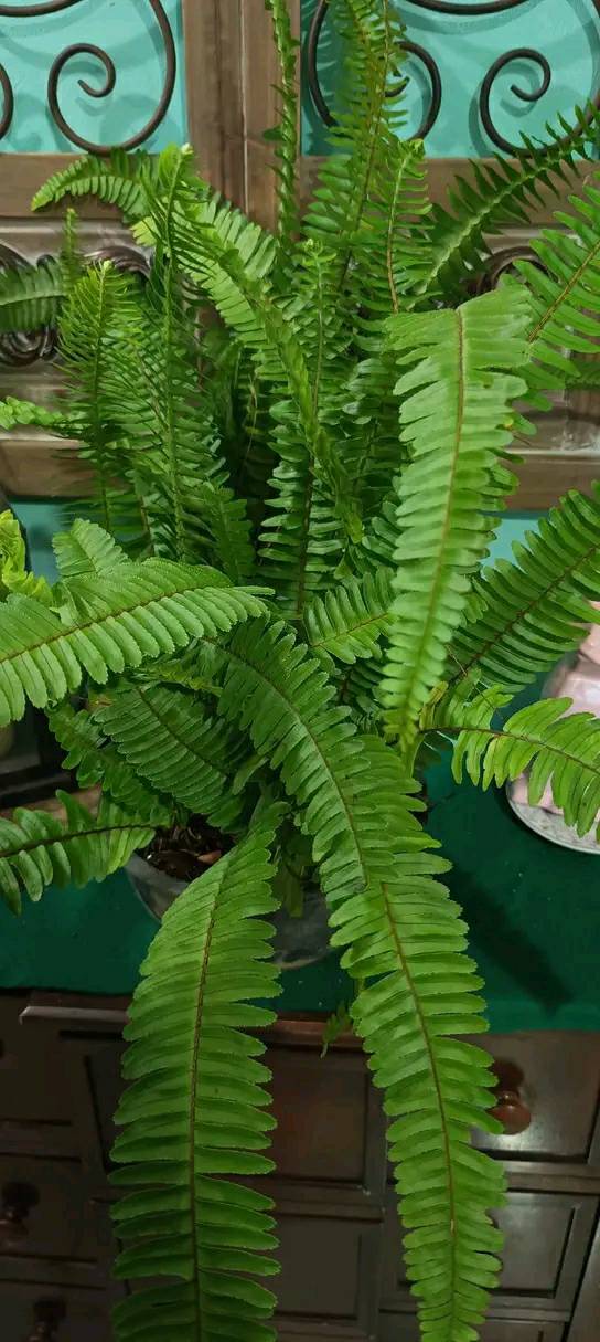 Cura del Felce (Nephrolepis cordifolia): guida rapida per mantenerla sana