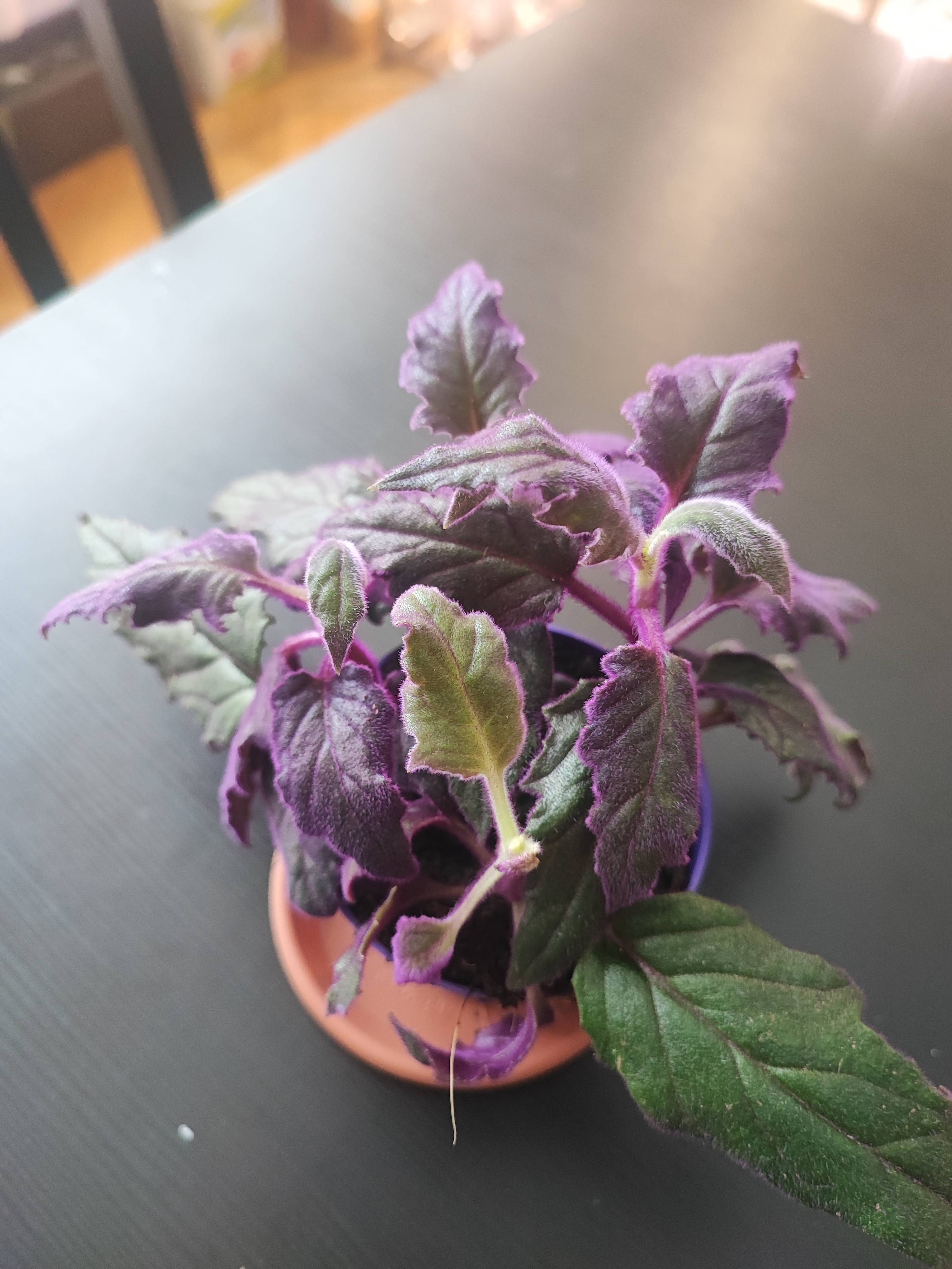 Cuidados da Ginura (Gynura aurantiaca): o que significa o leve desbotamento roxo