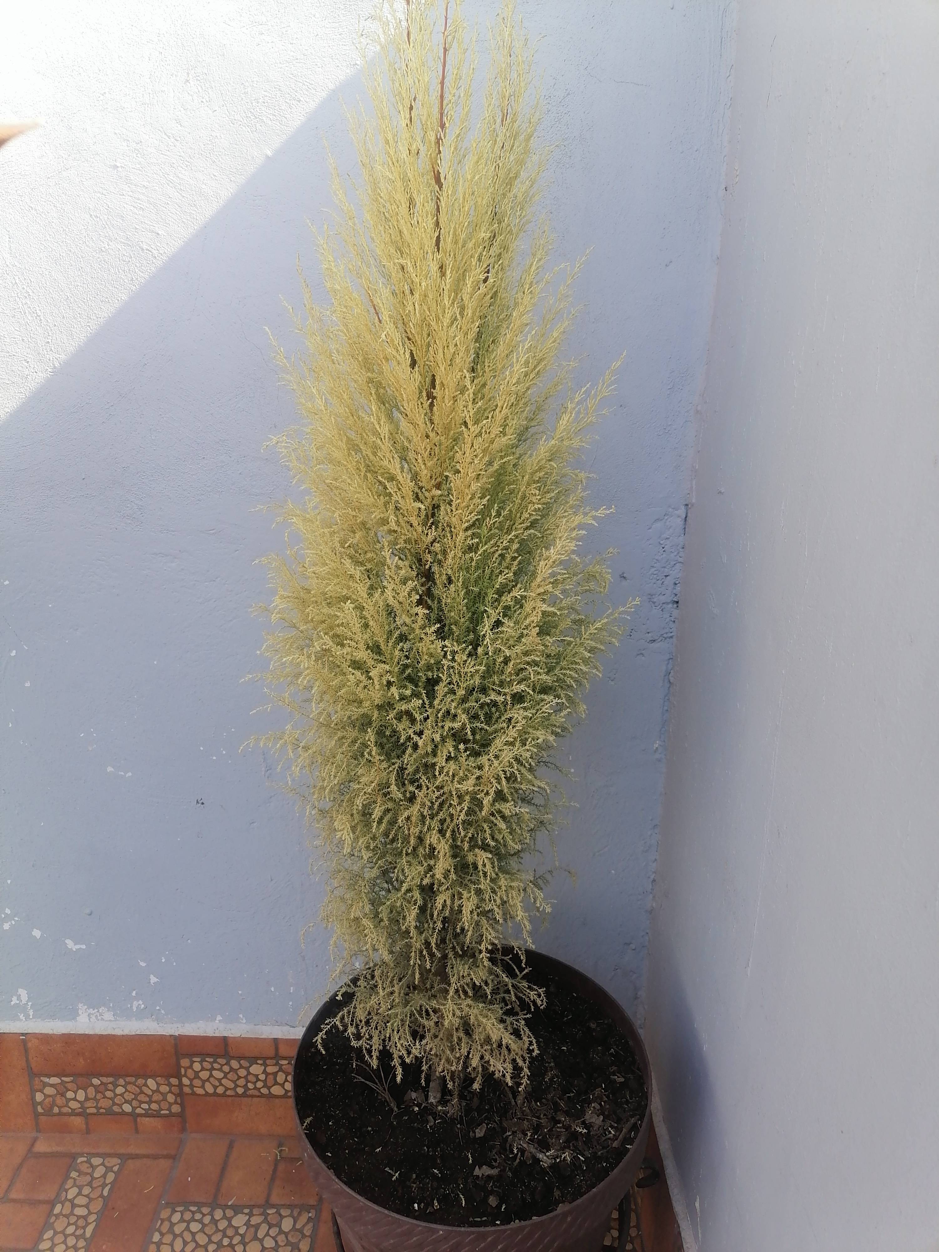 Cipreste de Monterey (Hesperocyparis macrocarpa): manejo do amarelamento e estresse invernal