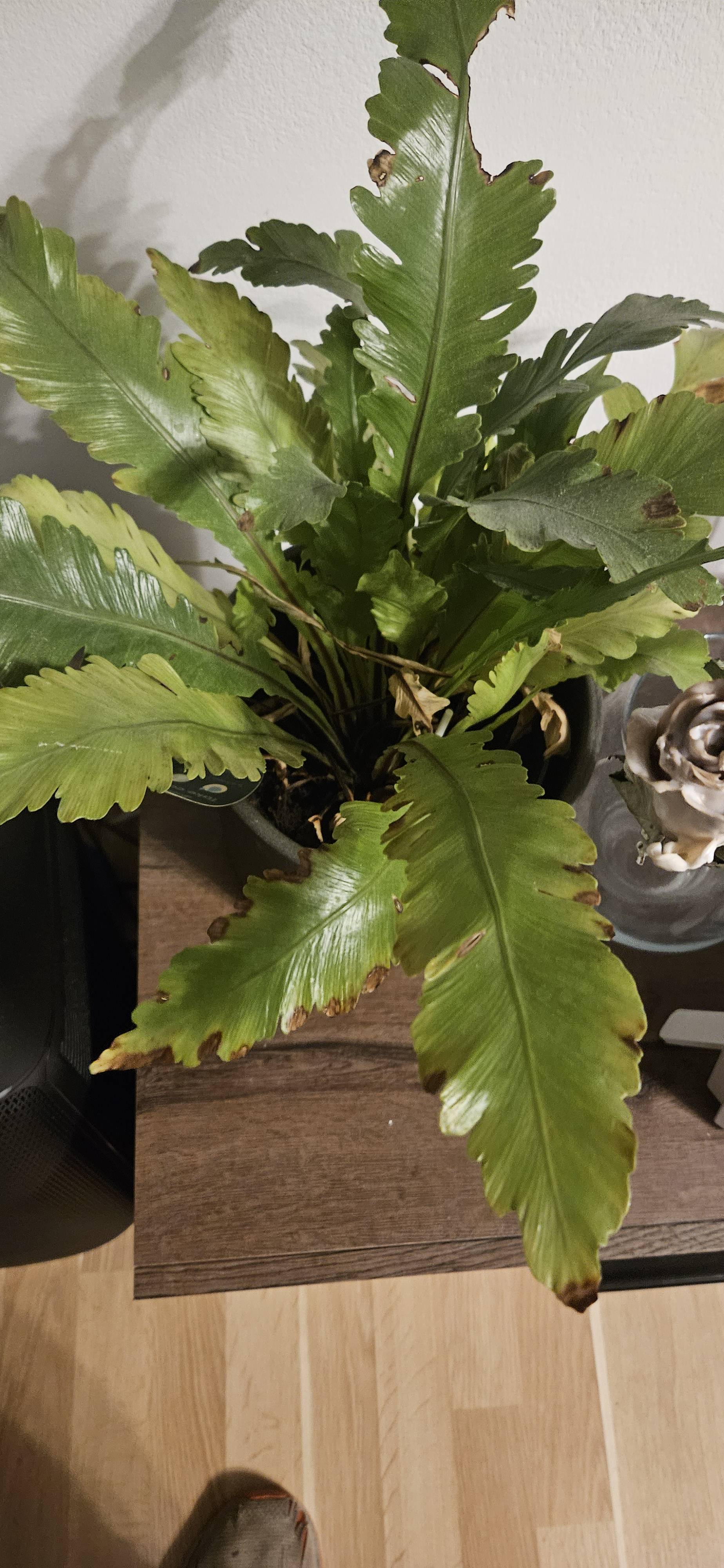 Asplênio-de-língua-de-veado (Asplenium nidus): cuidados para pontas de folhas marrons no inverno