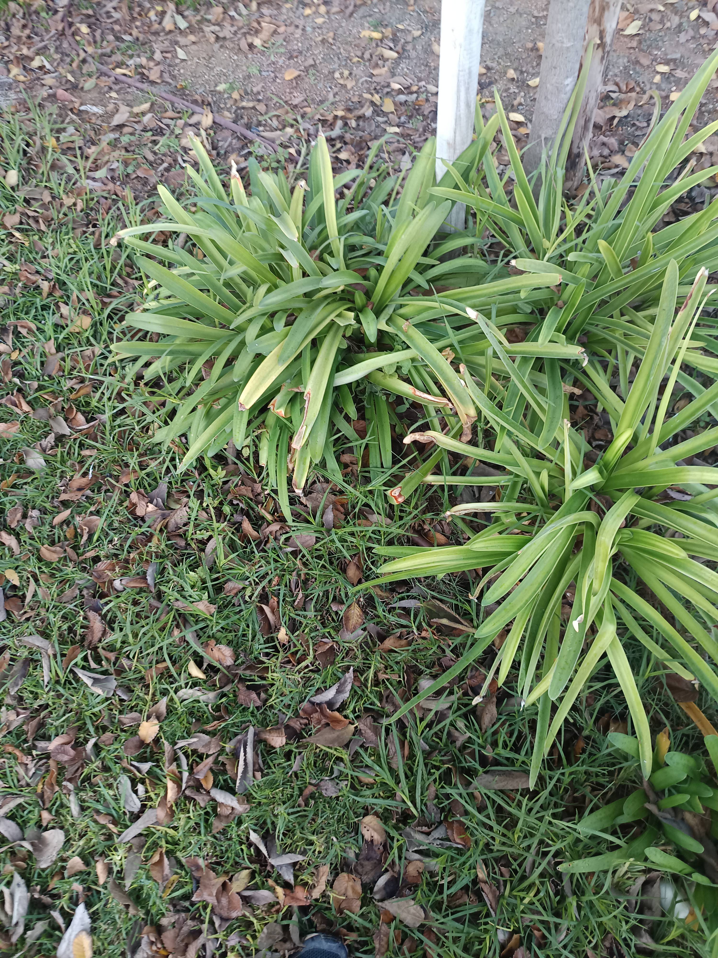 Agapanthus (Agapanthus africanus): causes and solutions for dry leaf tips