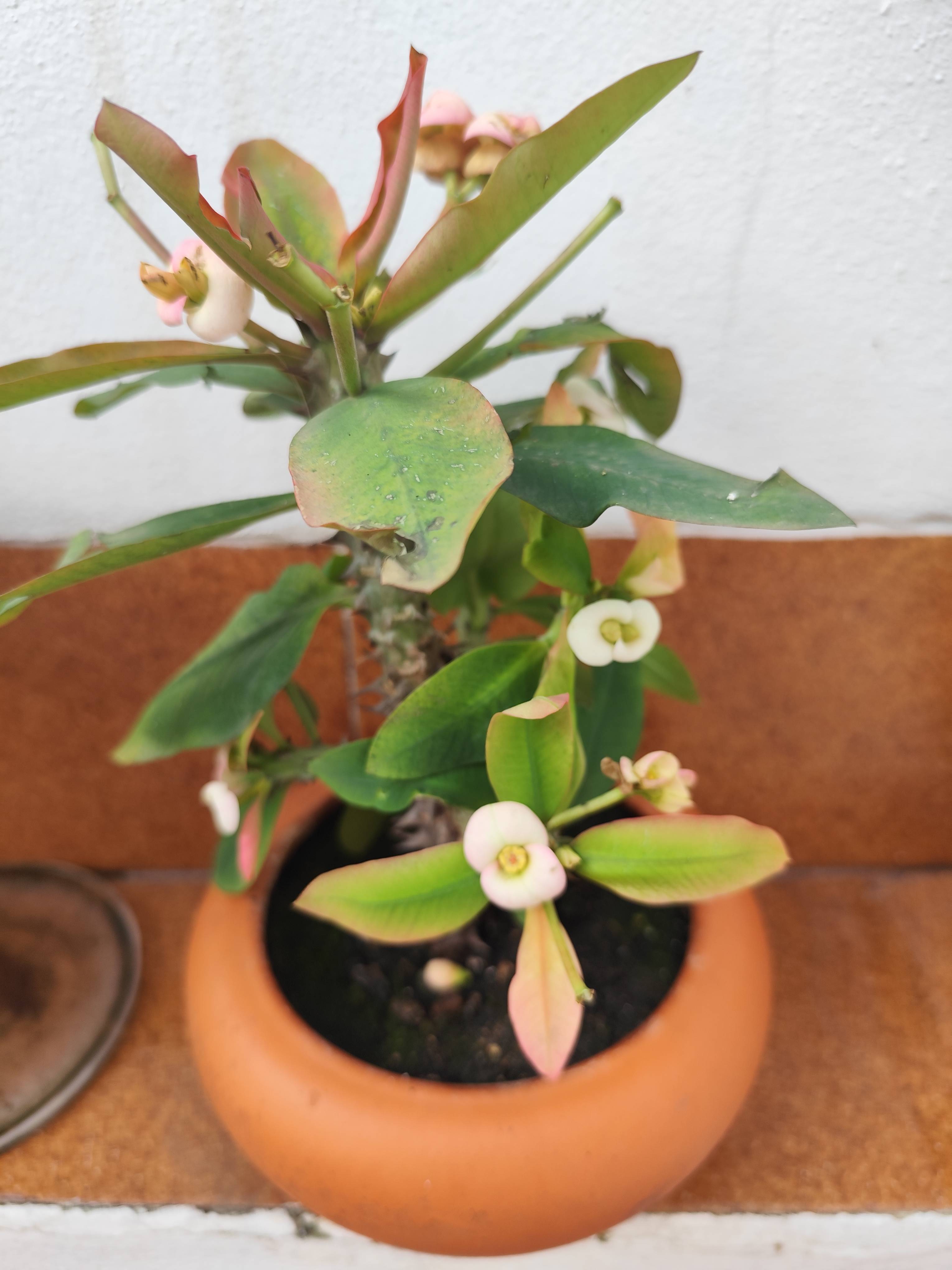 Crown of Thorns (Euphorbia lophogona): how to treat reddish edges and small burns