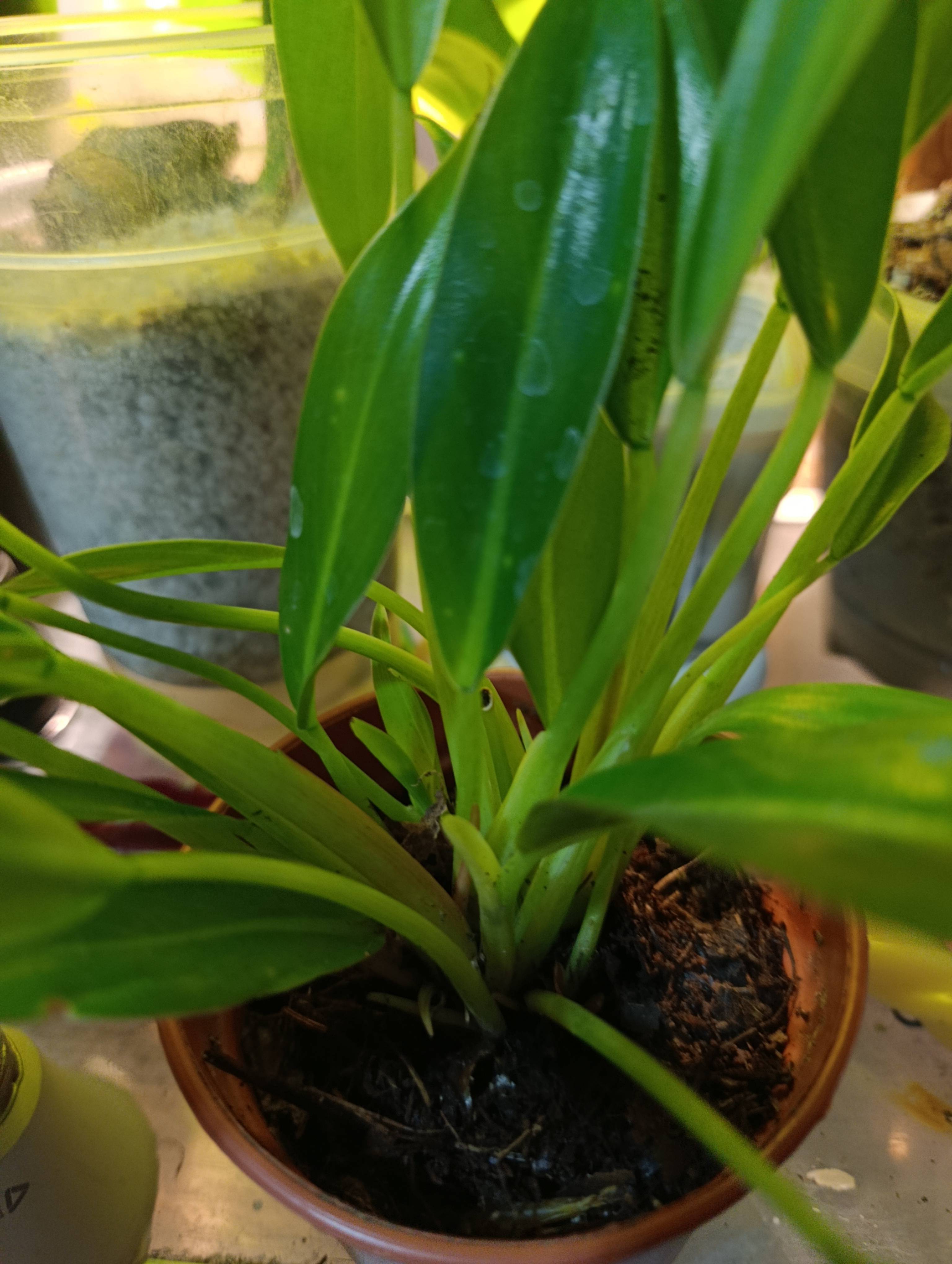 Cara de burro (Philodendron martianum): manchas esbranquiçadas leves e o que fazer