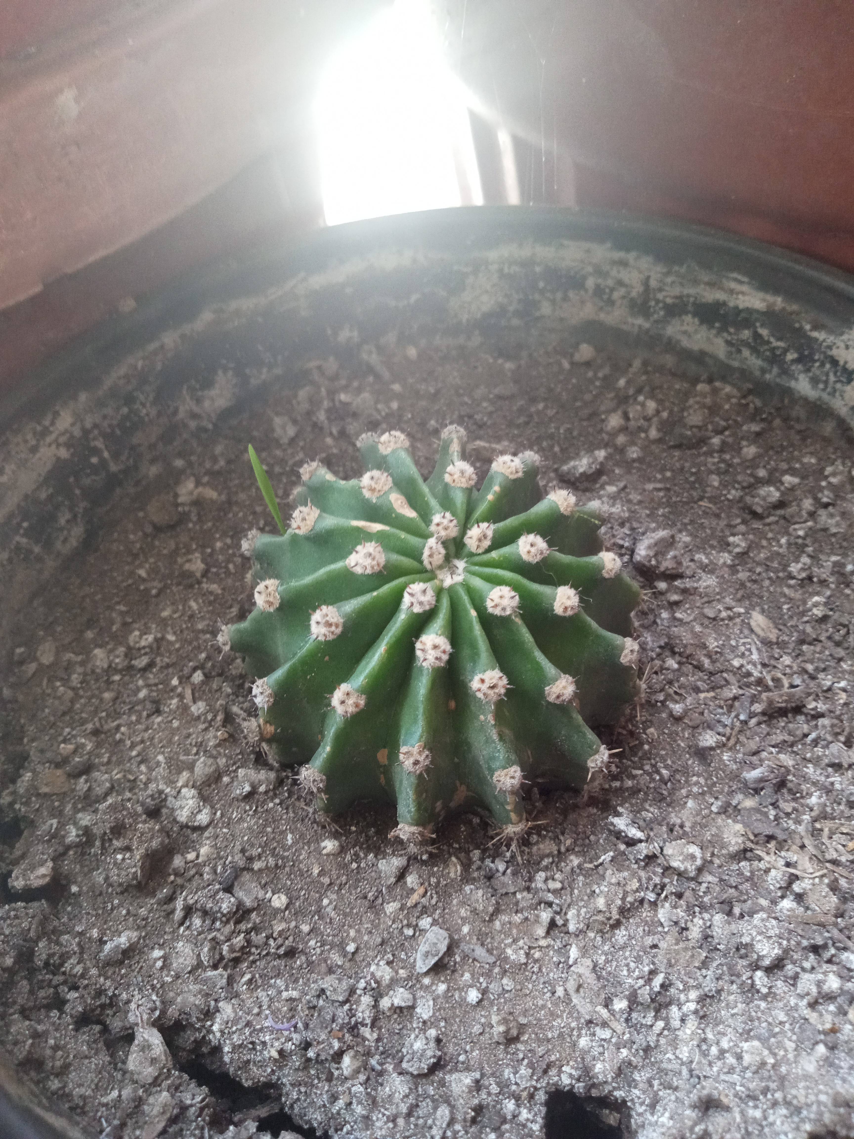 Weißliche Flecken an den Stacheln der Osterlilie (Echinopsis oxygona): Ursachen und Lösungen