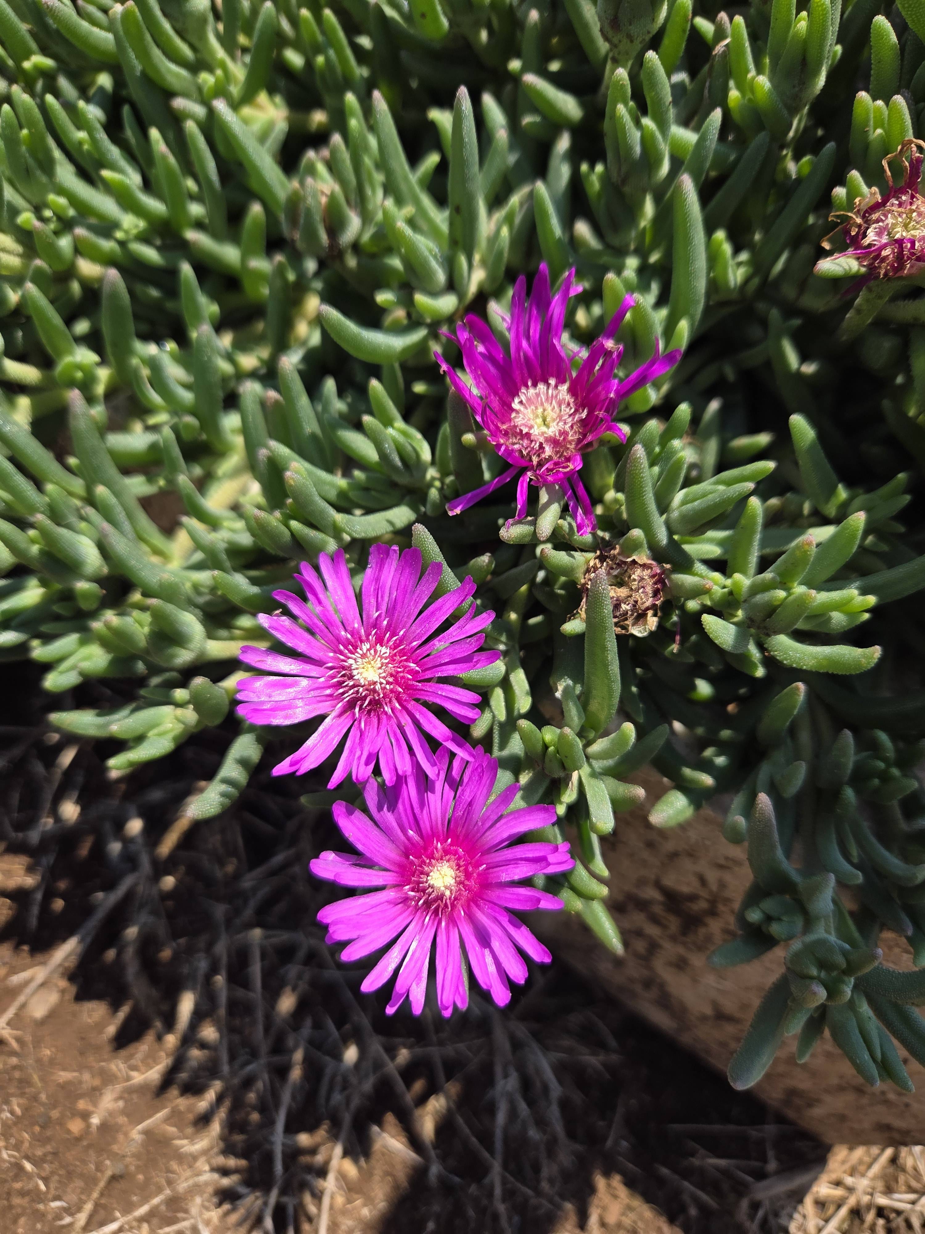 Pflege der Mittagsblume (Delosperma cooperi): Schnellratgeber für gesunde Pflanzen und reiche Blüte