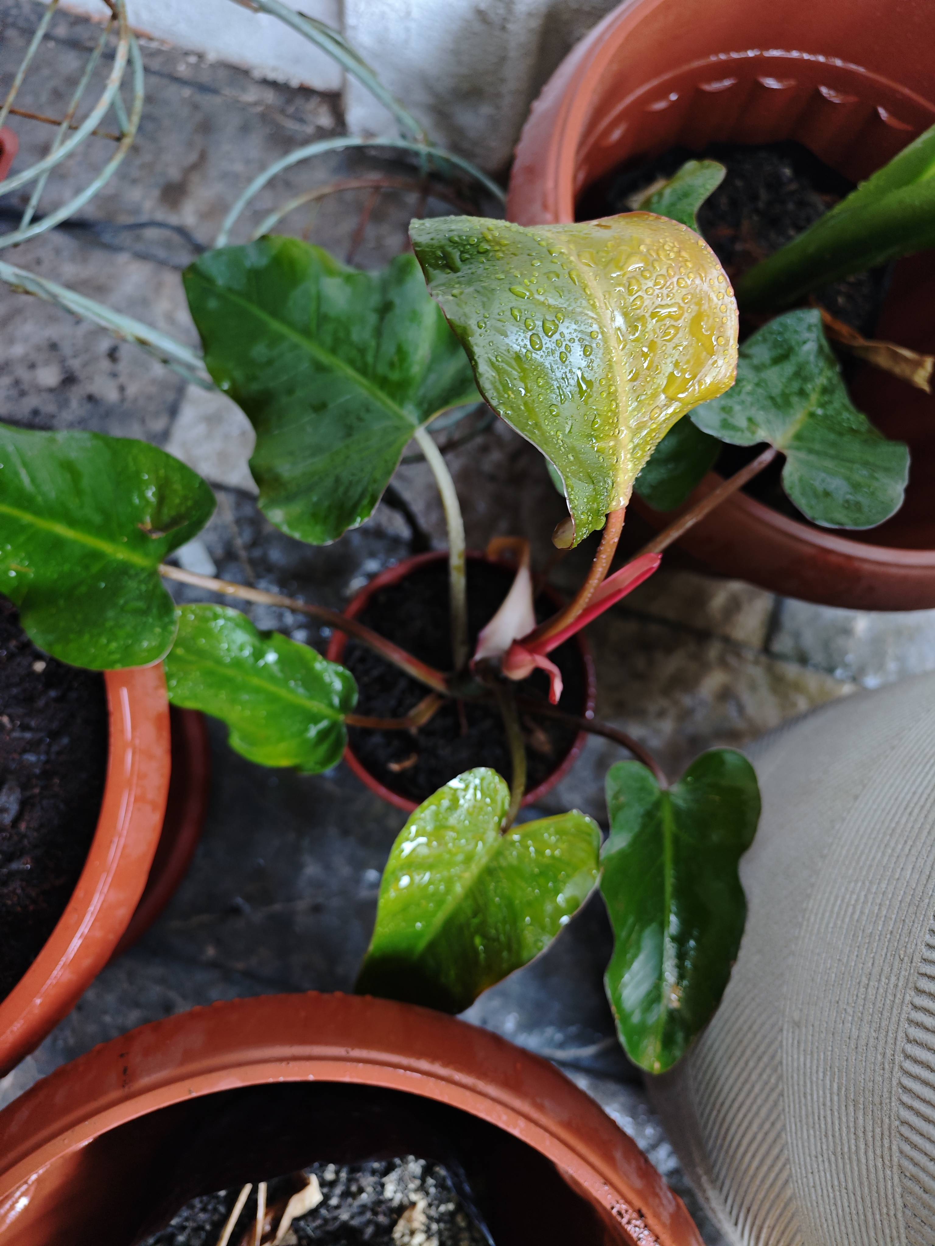 Entretien du Philodendron erubescens (Longifolio) : Plante saine et comment la maintenir ainsi