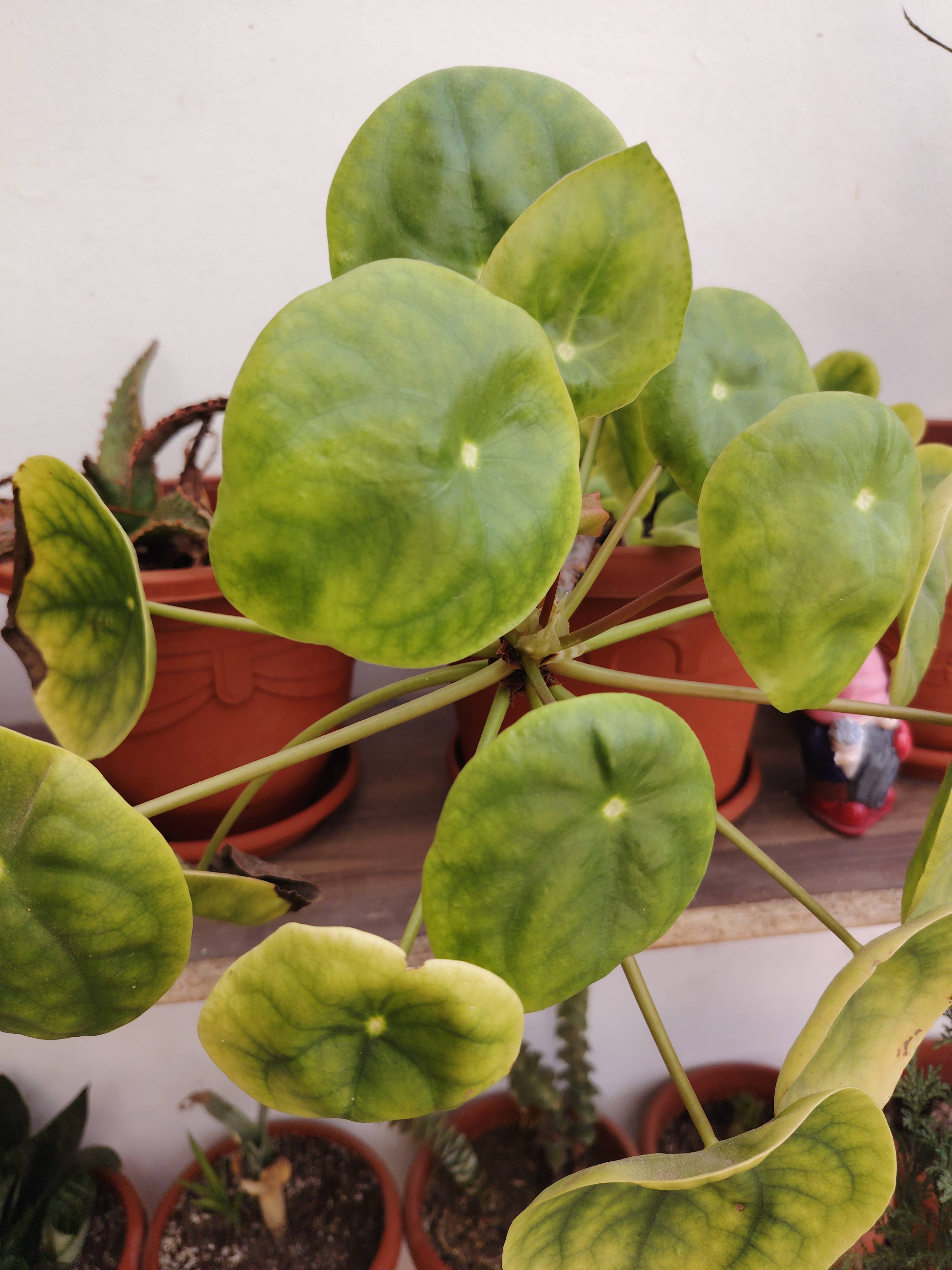 Qué hacer si tu Planta China del dinero muestra hojas claras y manchas