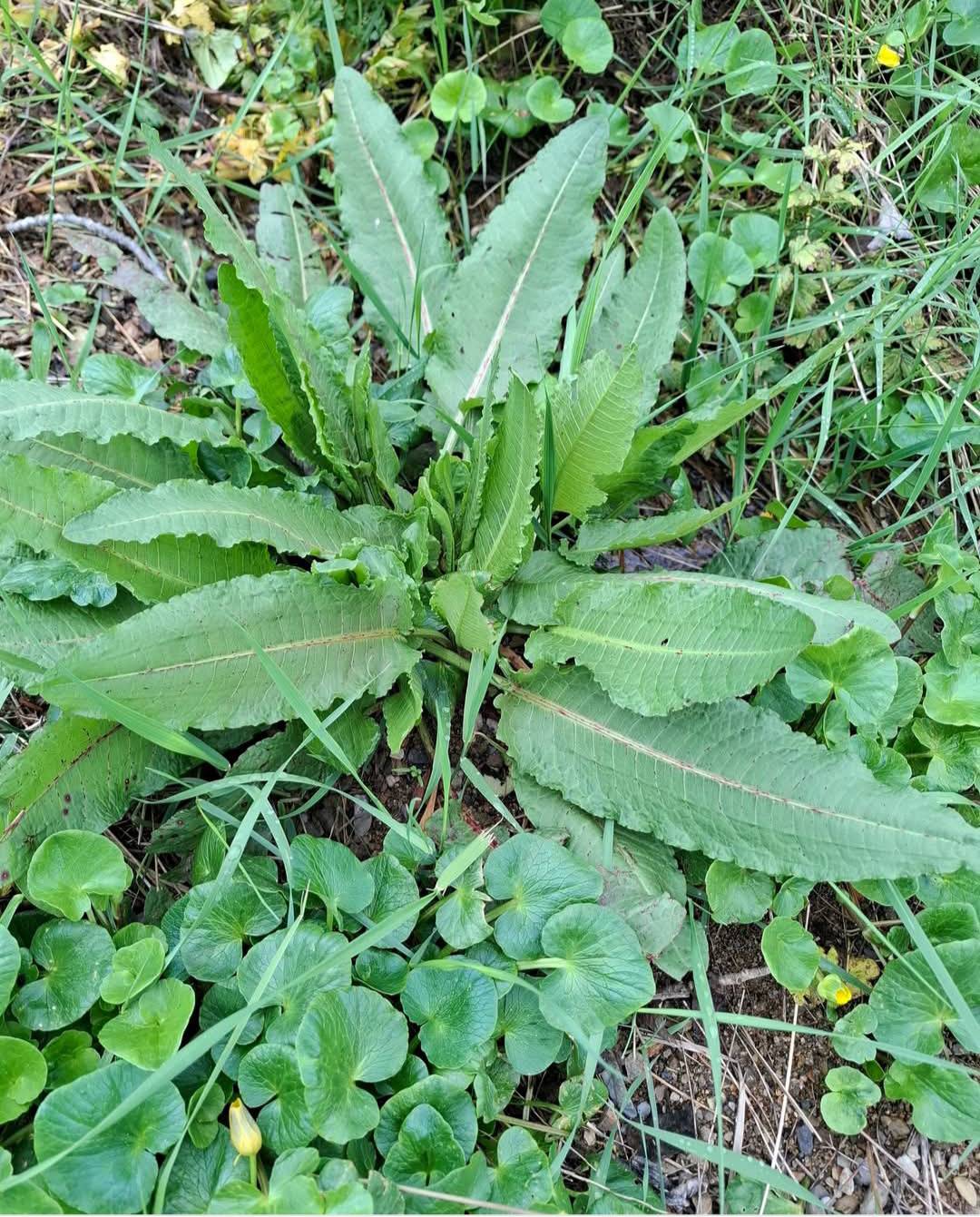 Entretien de la Patience (Rumex patientia) : guide pour la garder en bonne santé