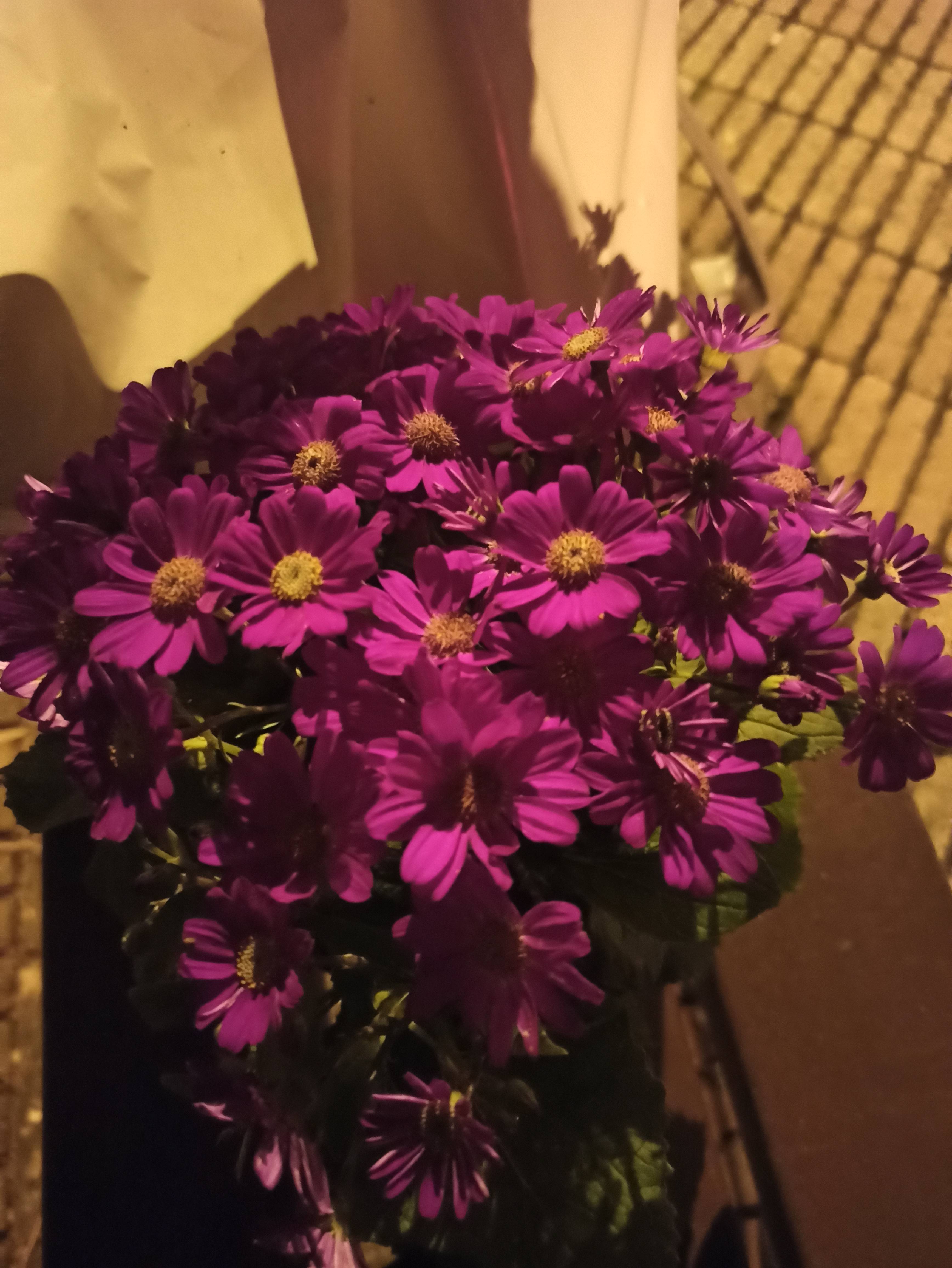 Como cuidar Pericallis × hybrida (reblochon/ornamental) com flores roxas vibrantes
