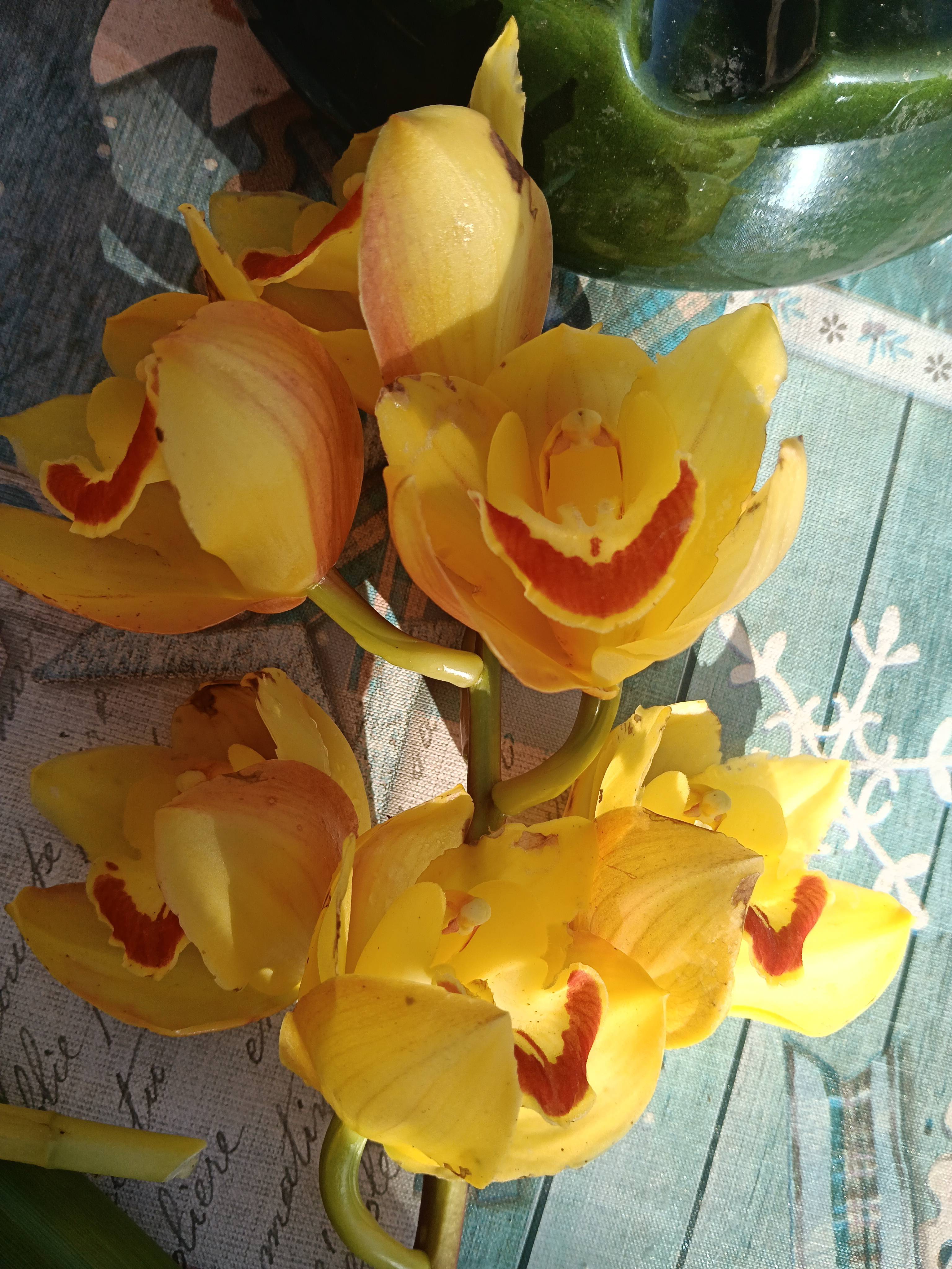 Taches et brûlures sur les fleurs de Phalenopsia (Cymbidium devonianum) : causes et solutions