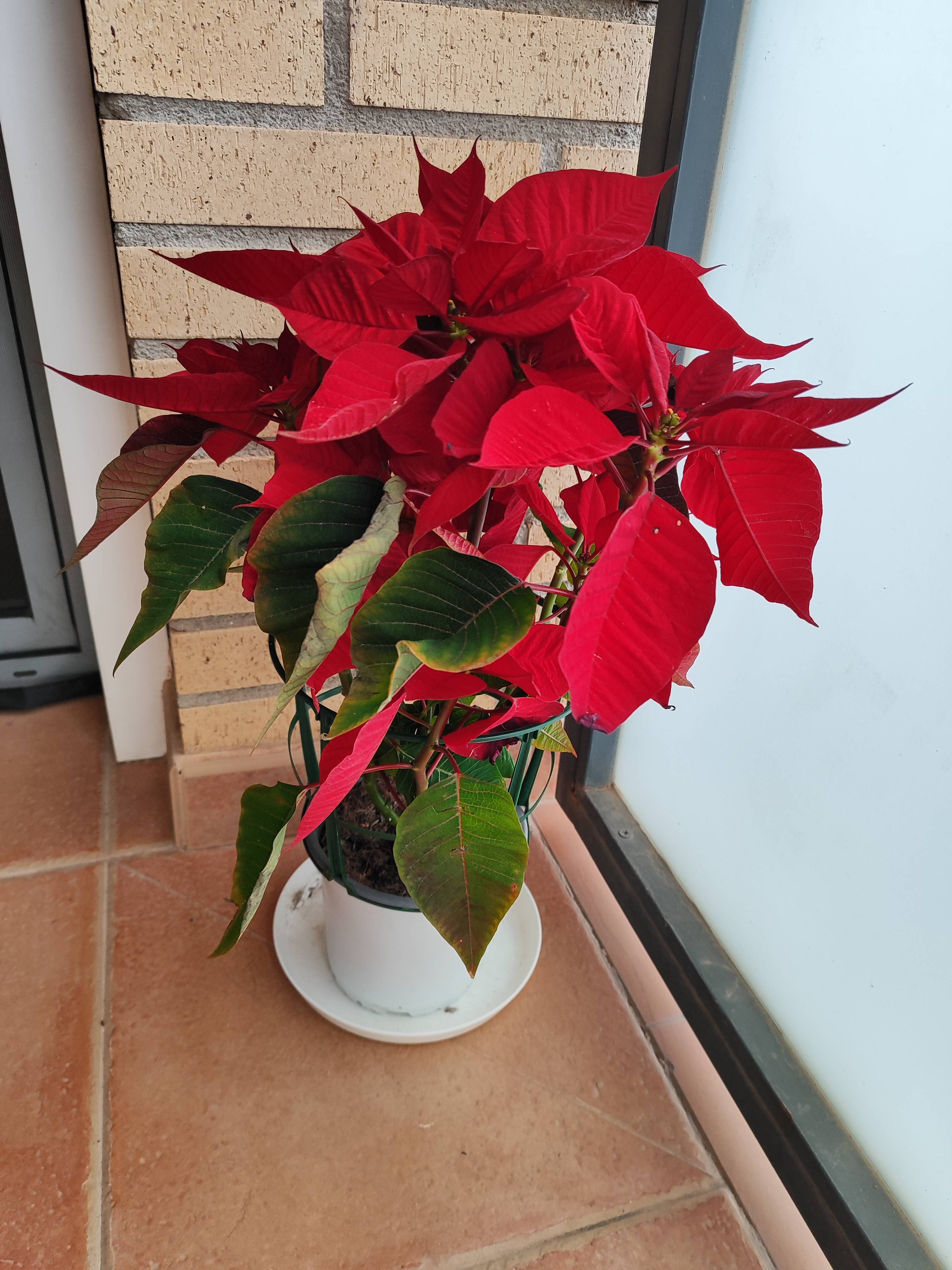 Why the Lower Leaves of a Poinsettia Turn Slightly Yellow and What to Do