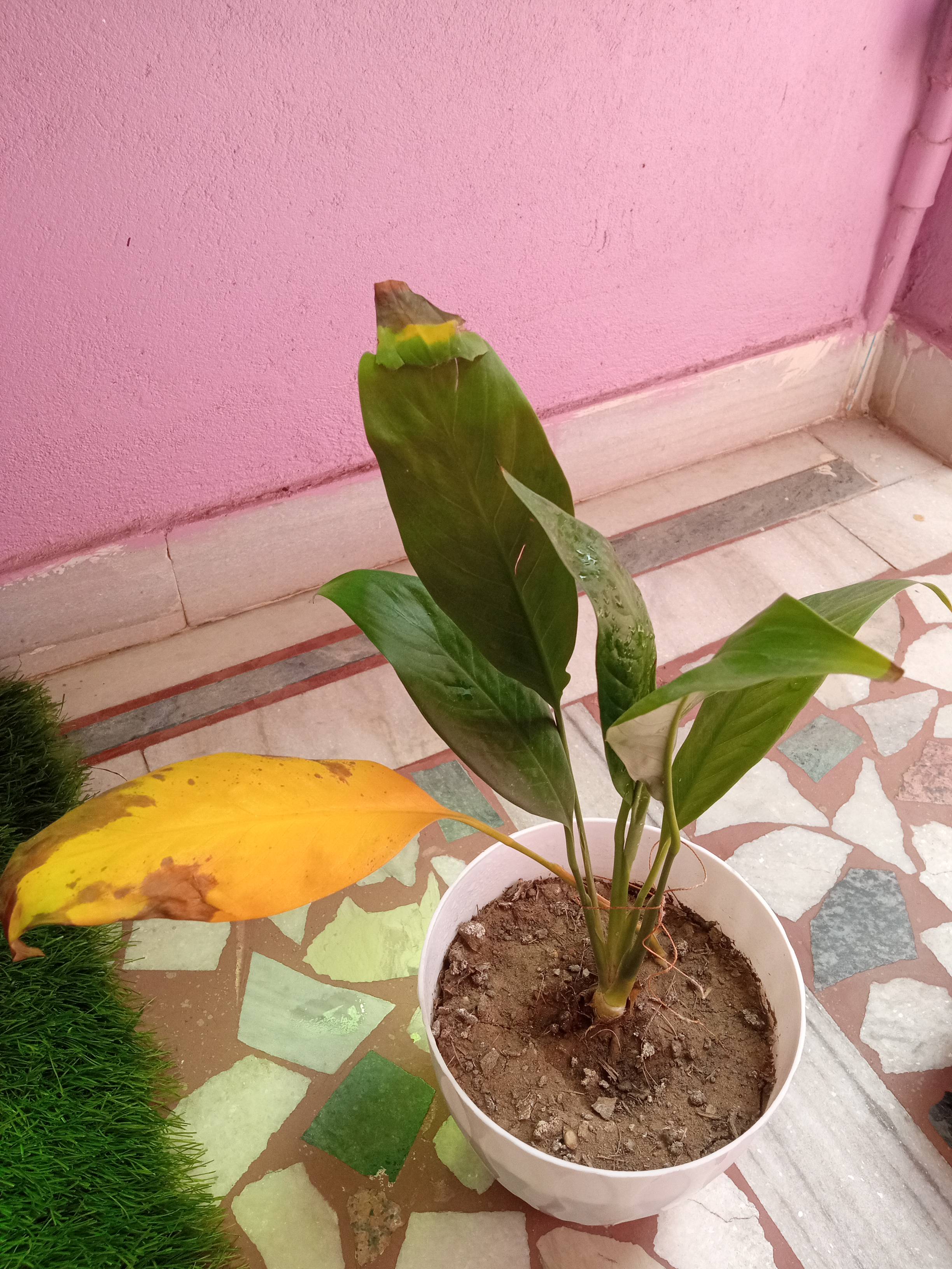 Como Resgatar um Lírio-da-paz Estressado (Spathiphyllum)