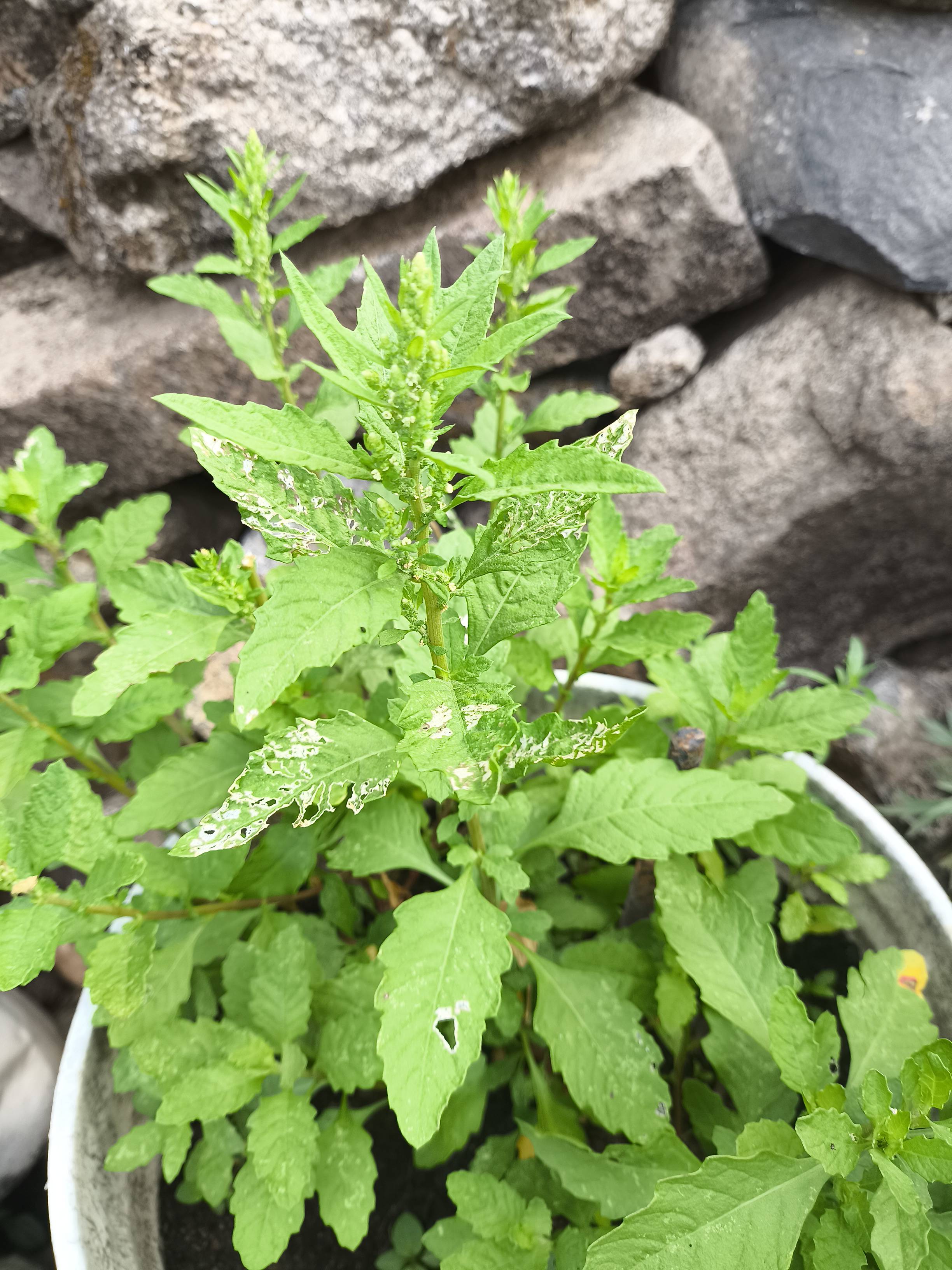 Paico (Dysphania ambrosioides): how to identify and treat mild leaf damage