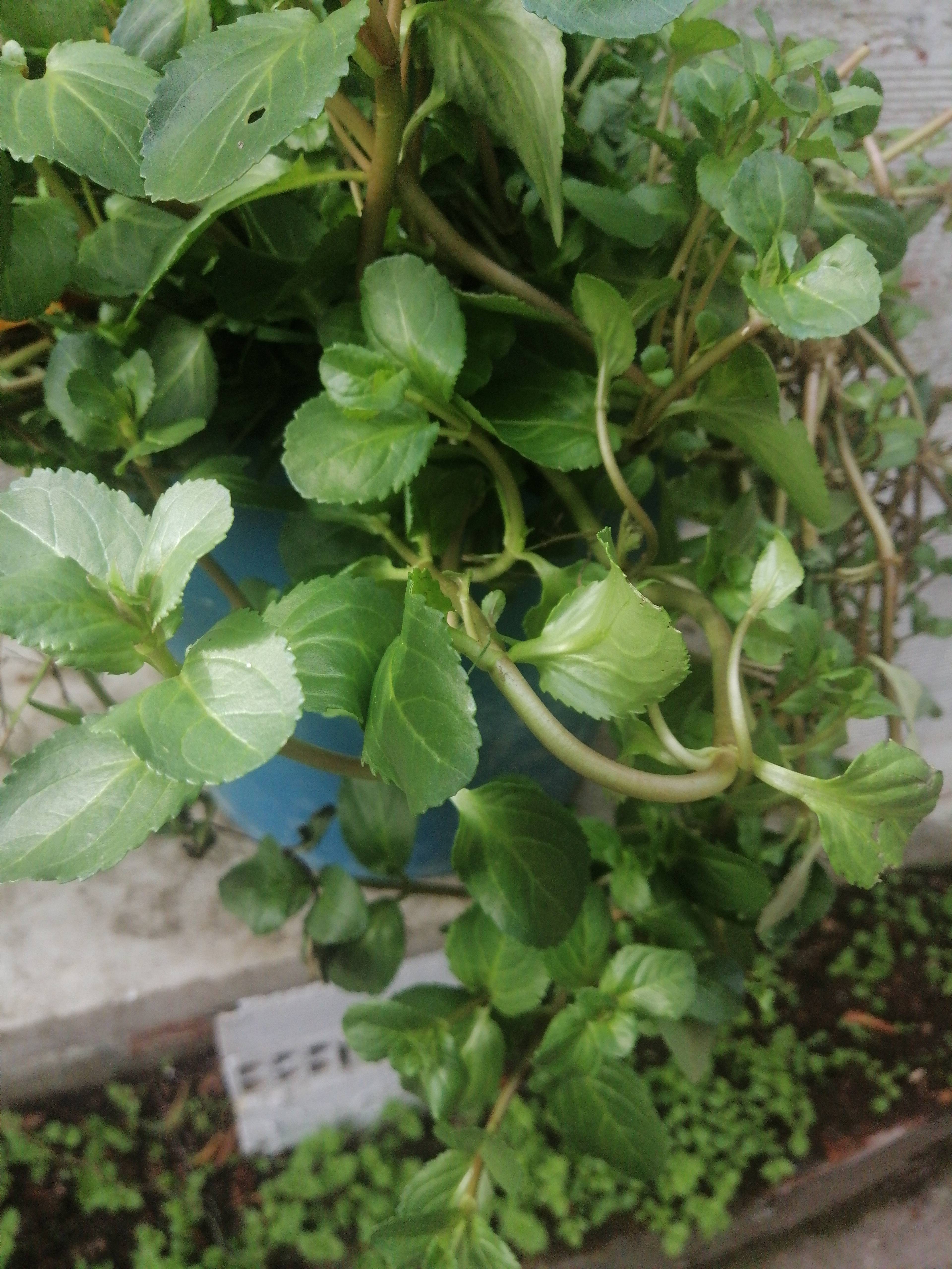 Veronica de água (Veronica beccabunga): diagnóstico e cuidados após uma perfuração isolada em uma folha