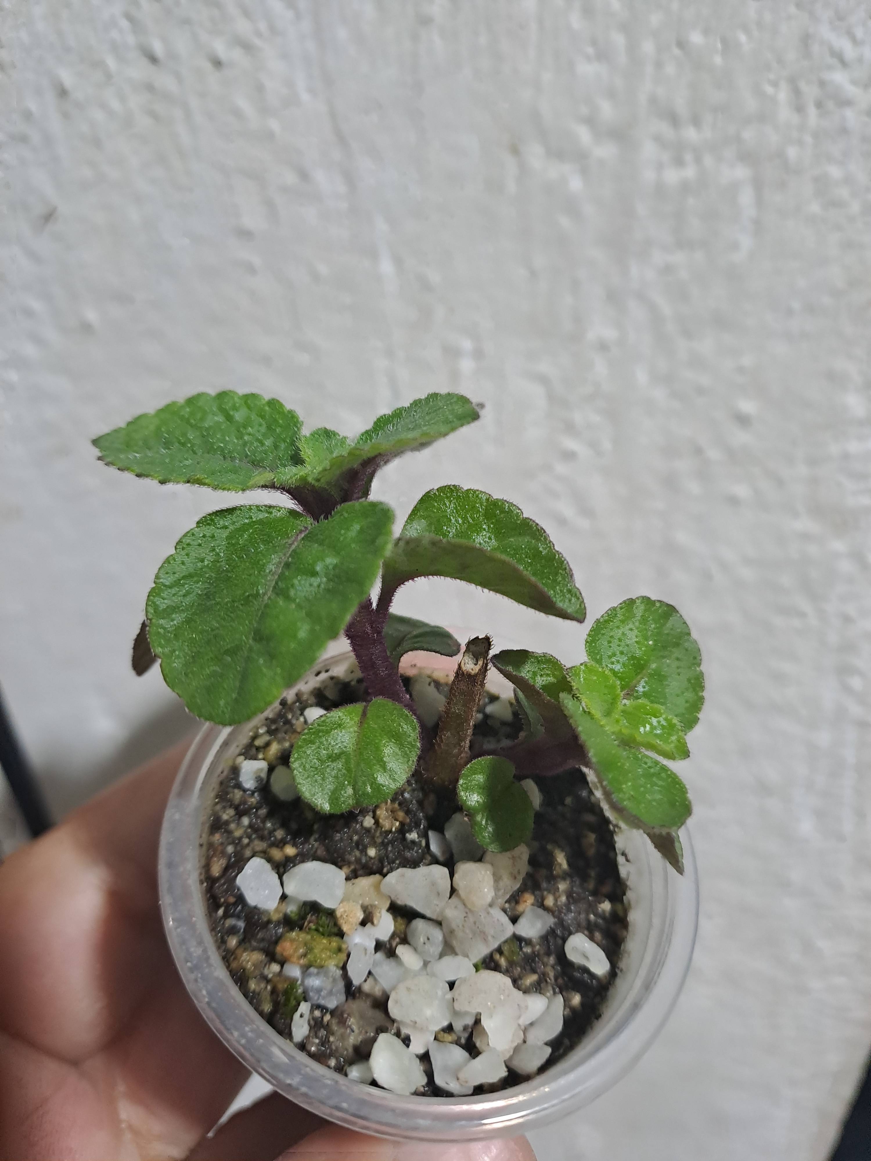 Care for Black Money Plant (Plectranthus purpuratus) in February — Guadalajara