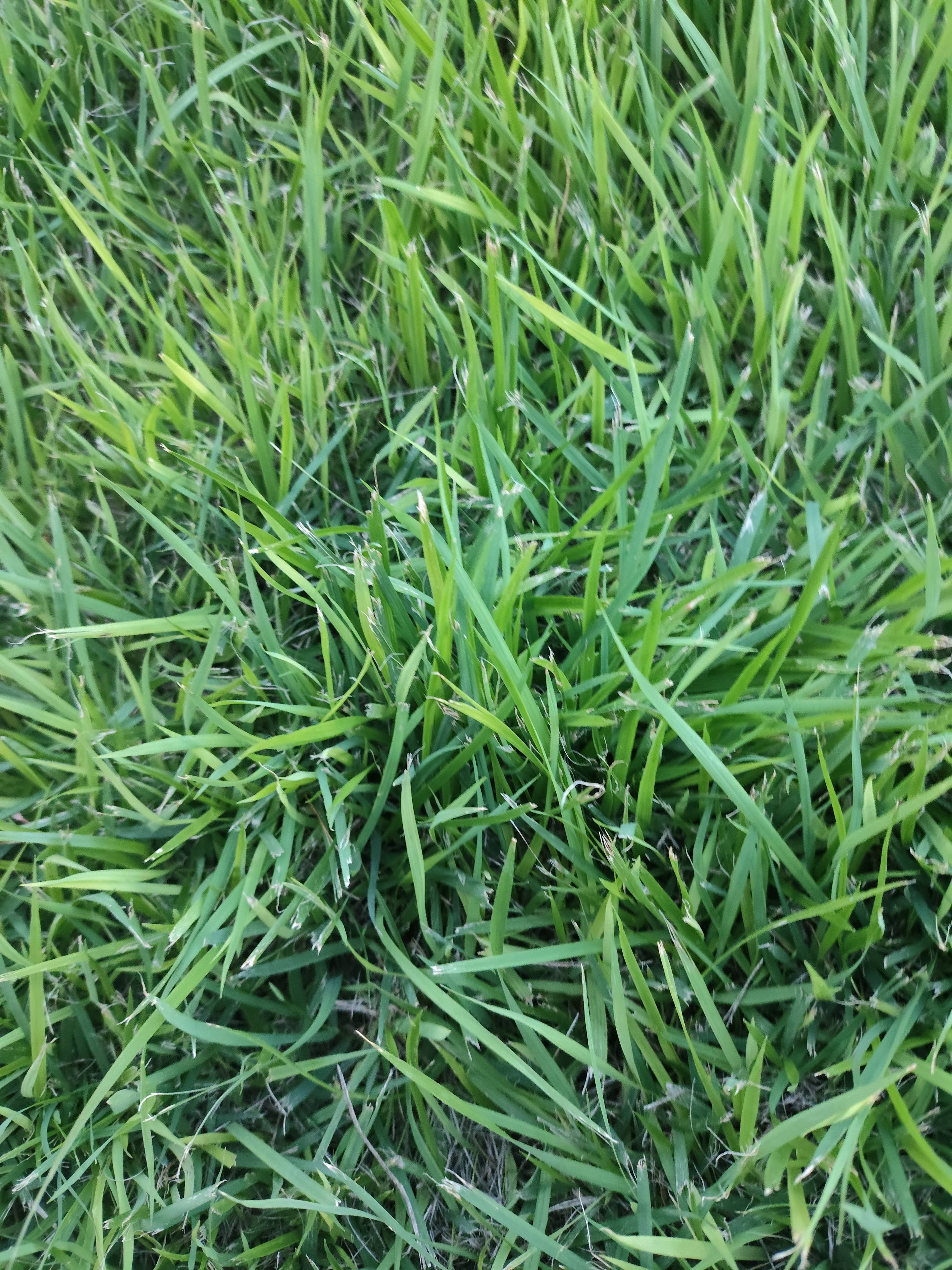 Healthy Emerald Grass: Care and Maintenance to Keep a Dense Lawn