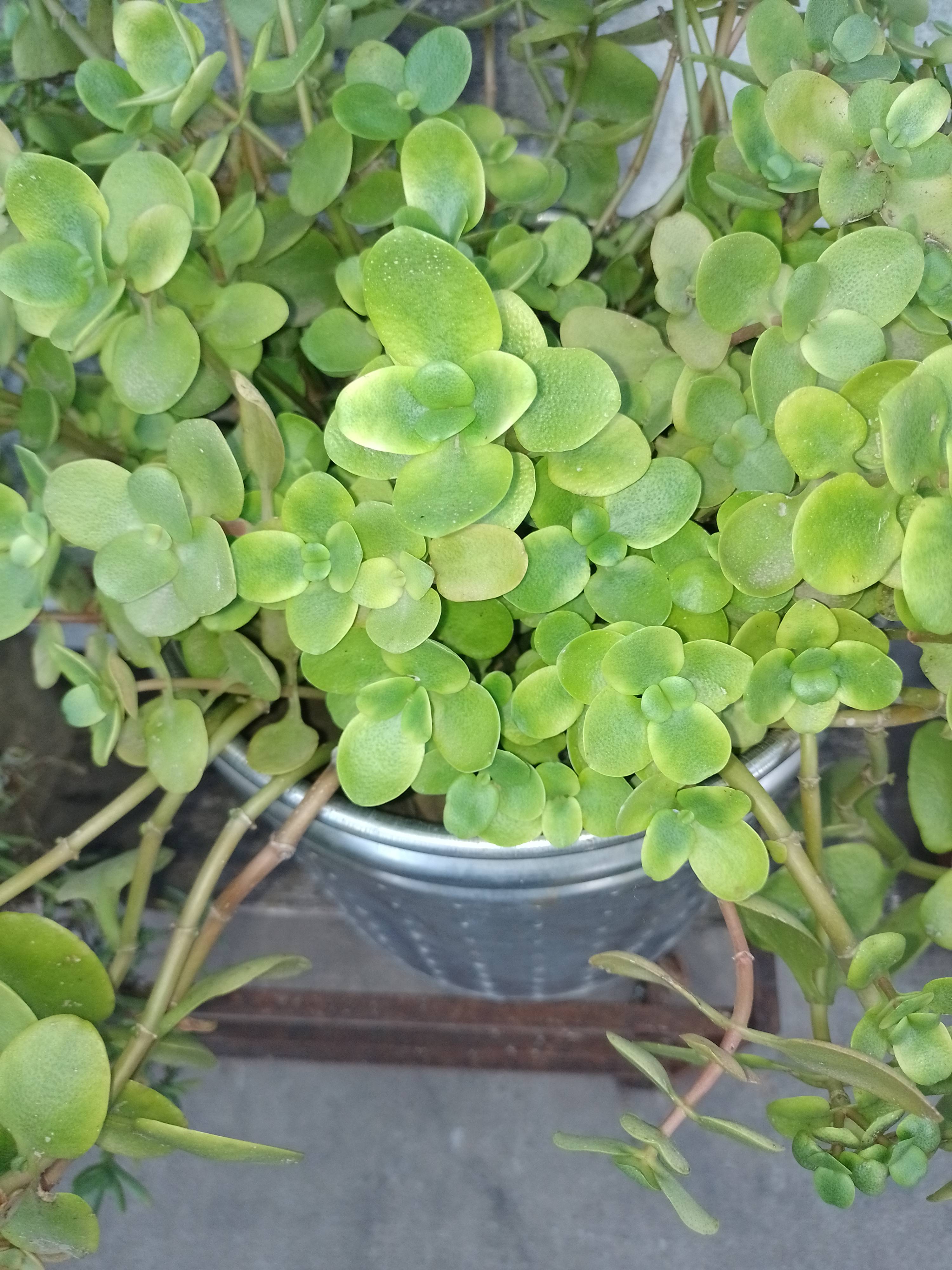 Cura della Crassula (Crassula multicava): diagnosi e raccomandazioni pratiche