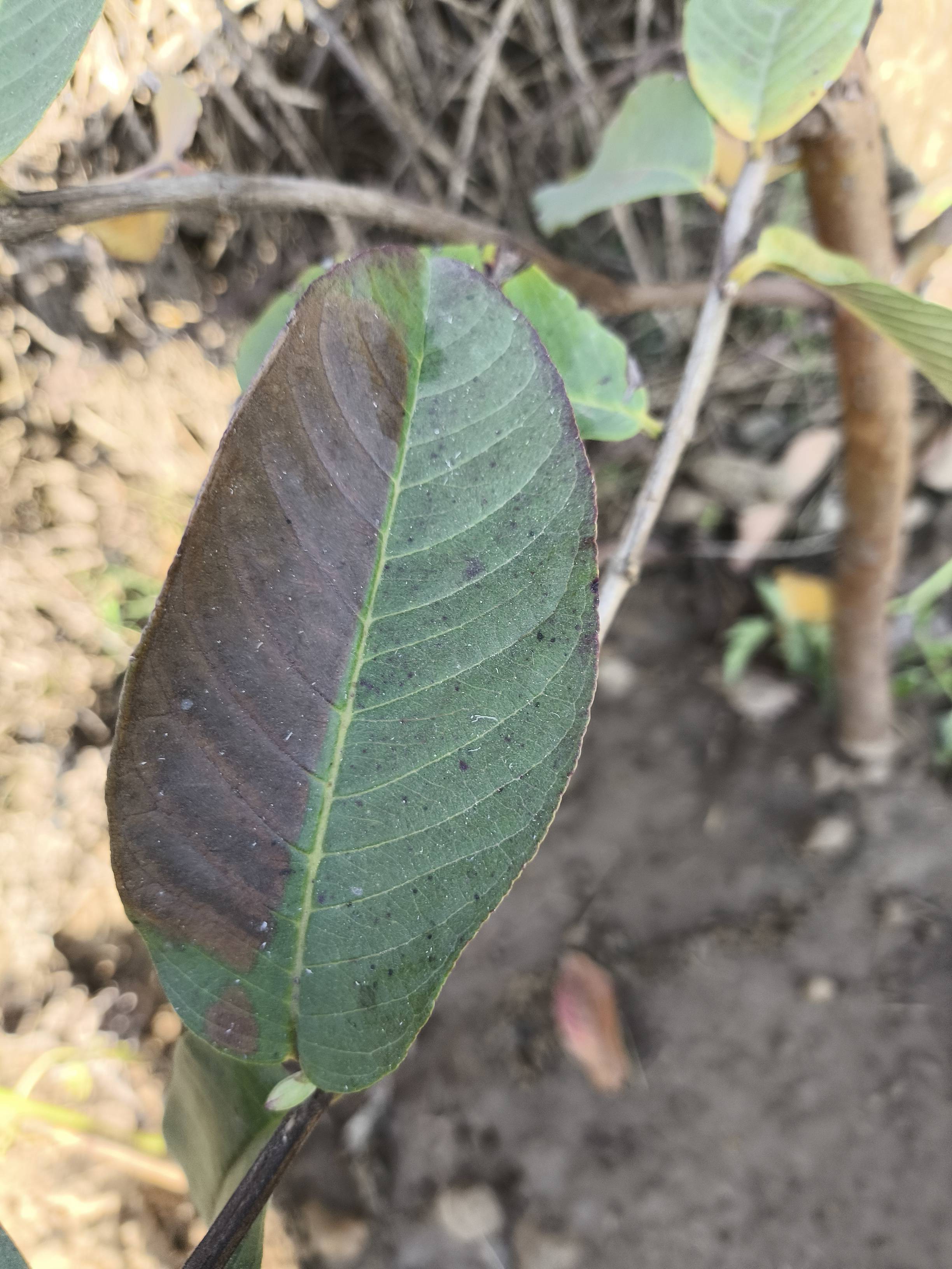 What’s Causing Brown Patches on Guava Leaves — Quick ID and Fixes