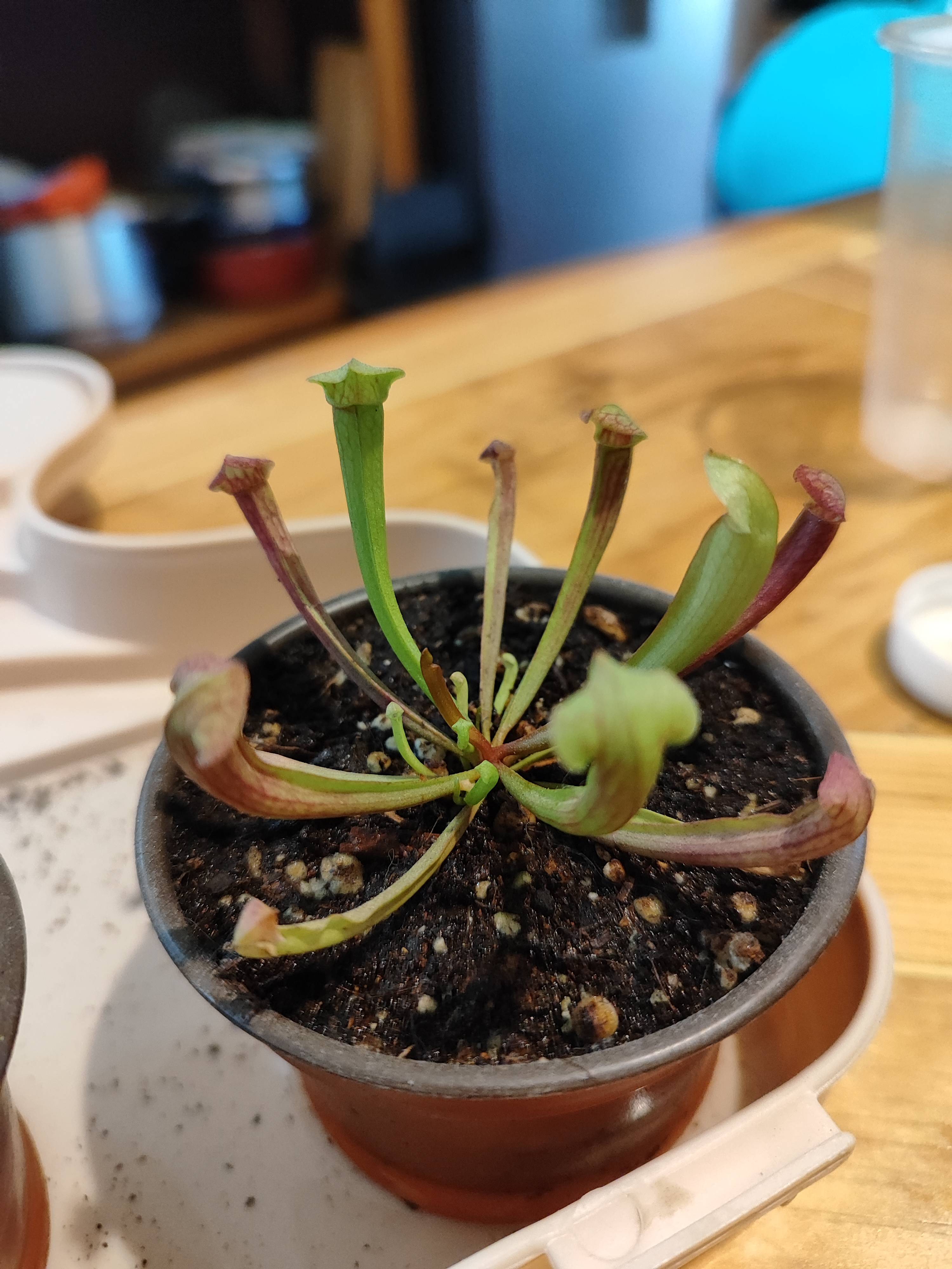 Sarracenia rubra: cómo tratar la decoloración y bordes marrones por estrés ambiental