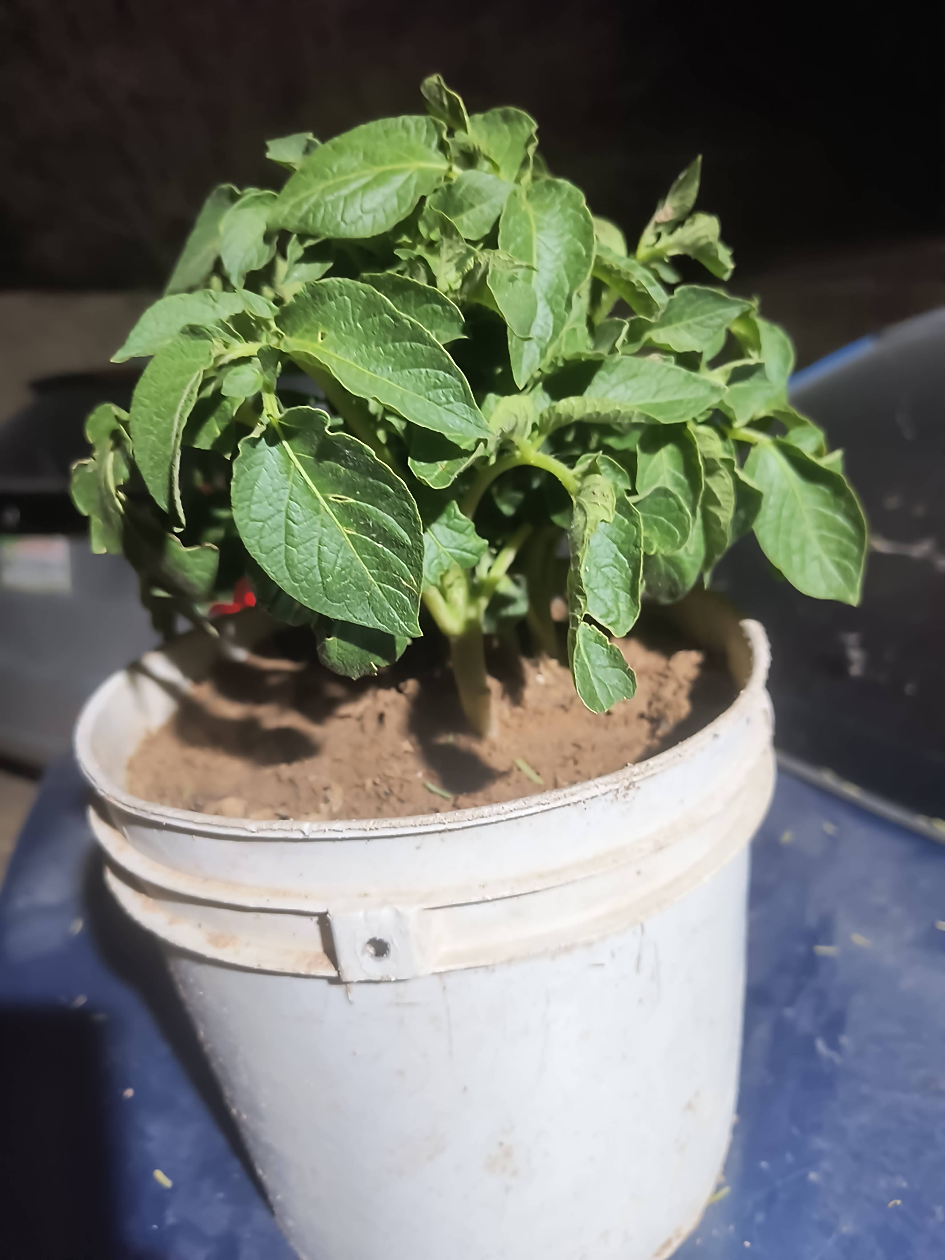 Cuidados da batata na primavera: plantas saudáveis e como vigiar pequenas ondulações foliares