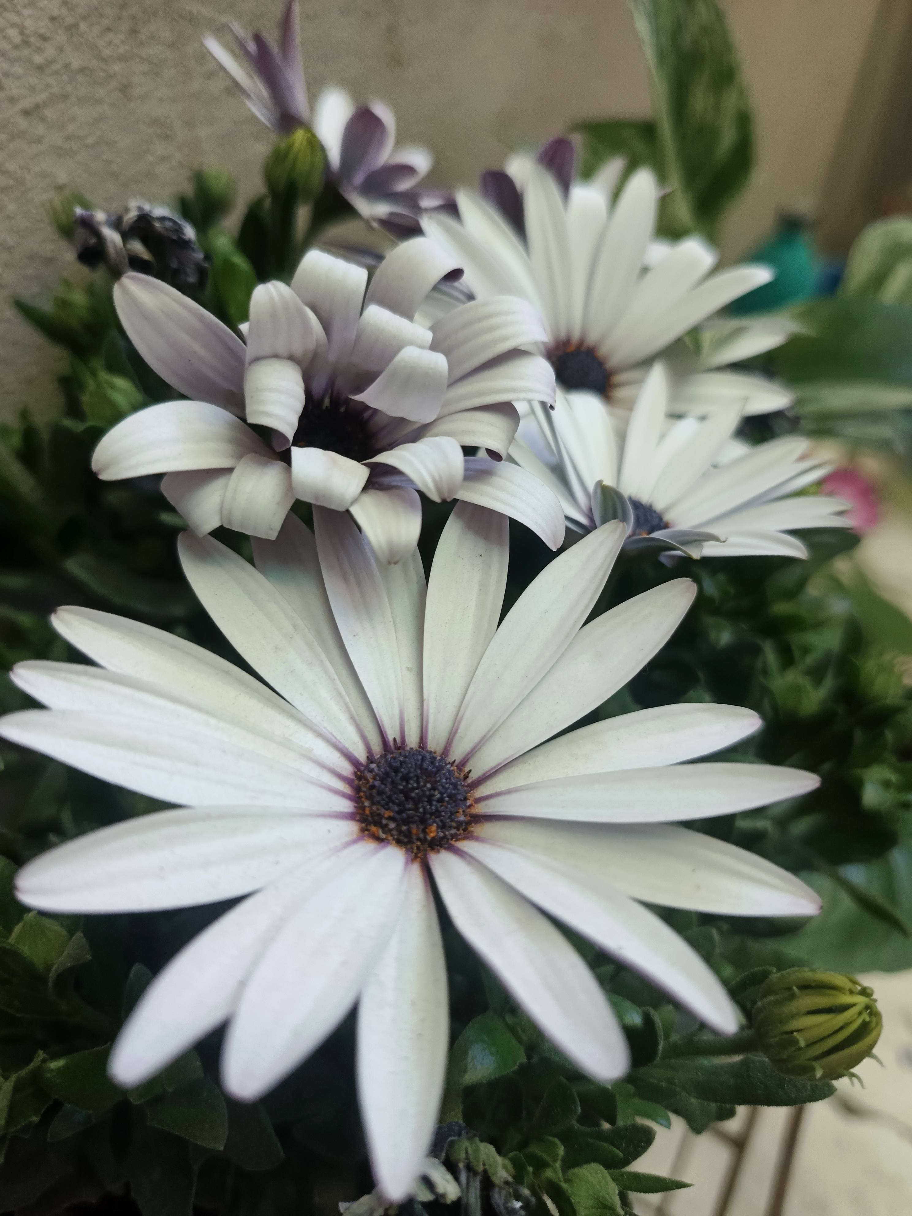 Cura della Margherita della Pioggia (Dimorphotheca pluvialis): guida rapida