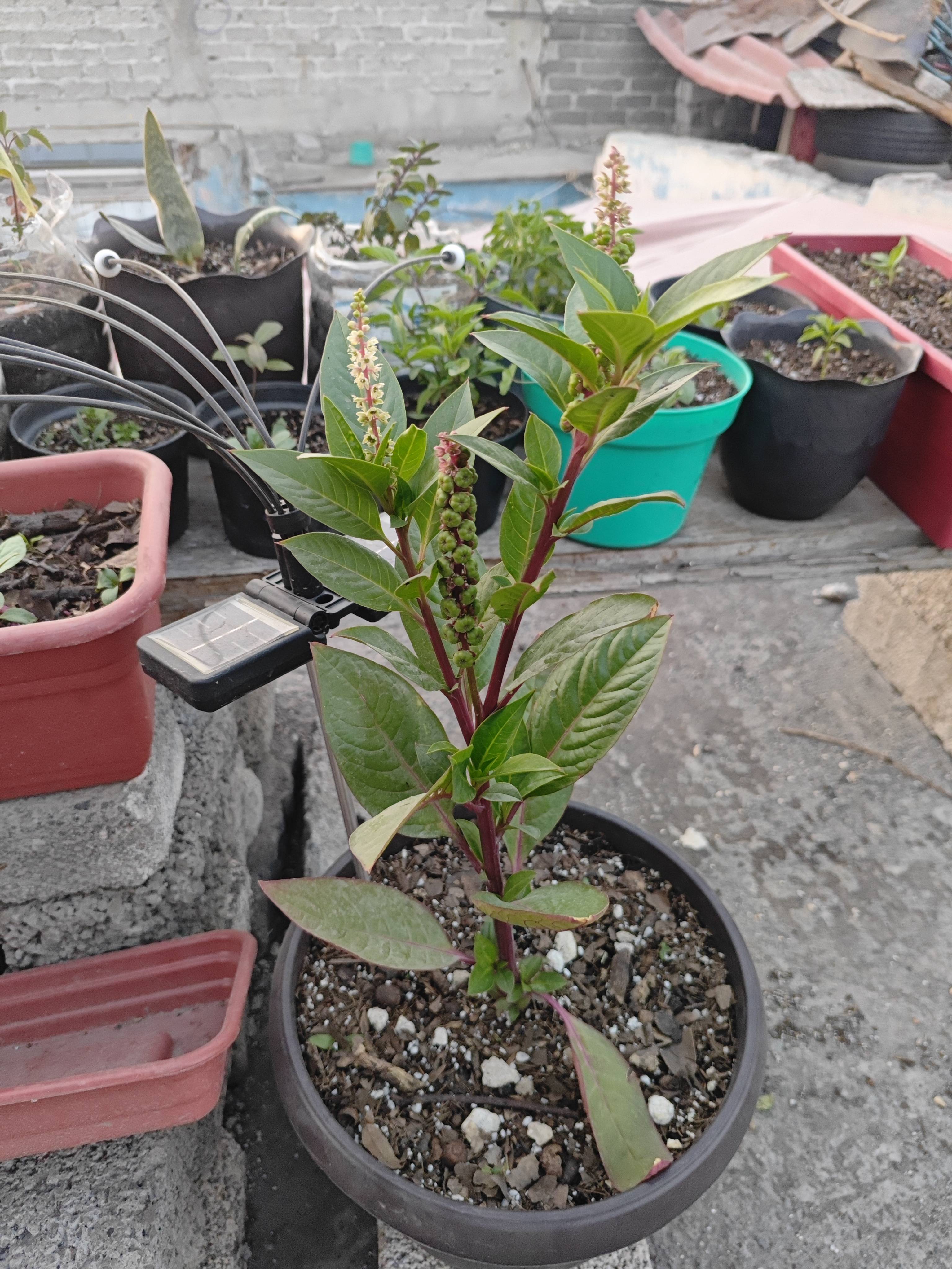 Care and Diagnosis of Pokeweed (Phytolacca icosandra): a Healthy Plant and How to Keep It That Way