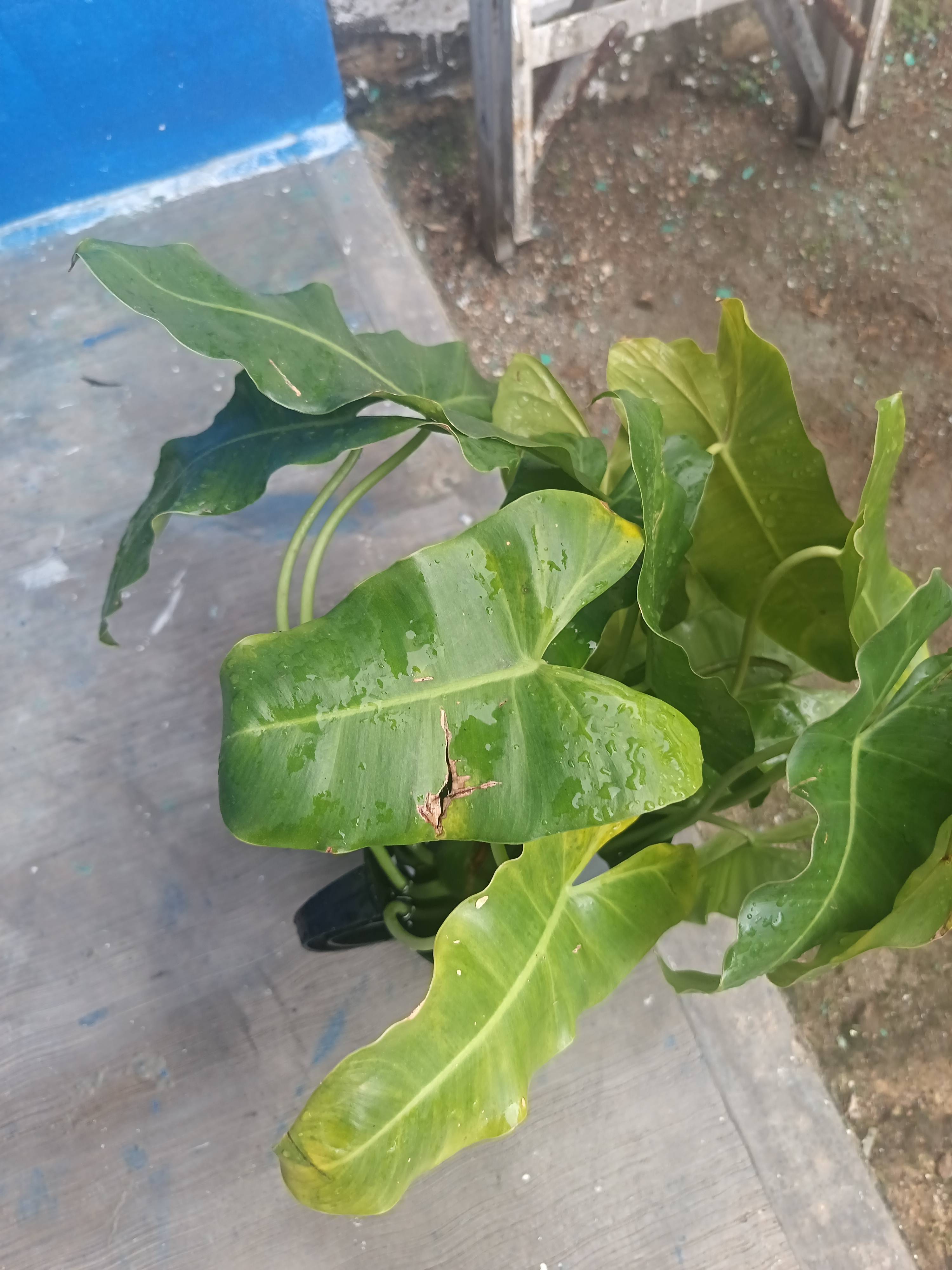 Malanga (Philodendron burle-marxii): how to identify and correct minor spots and chlorosis