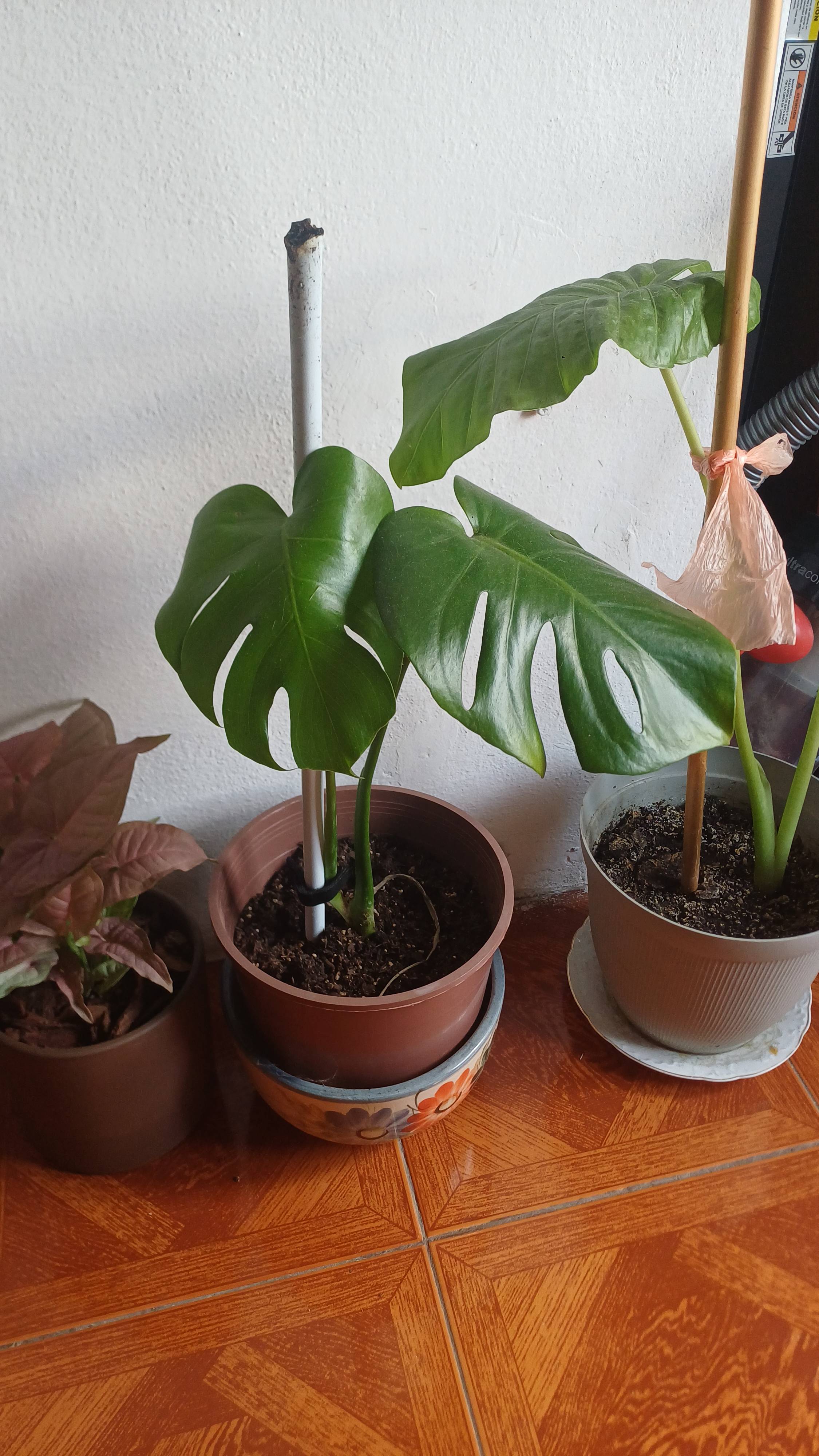 Cuidado de Monstera deliciosa en verano (Argentina): guía práctica y checklist