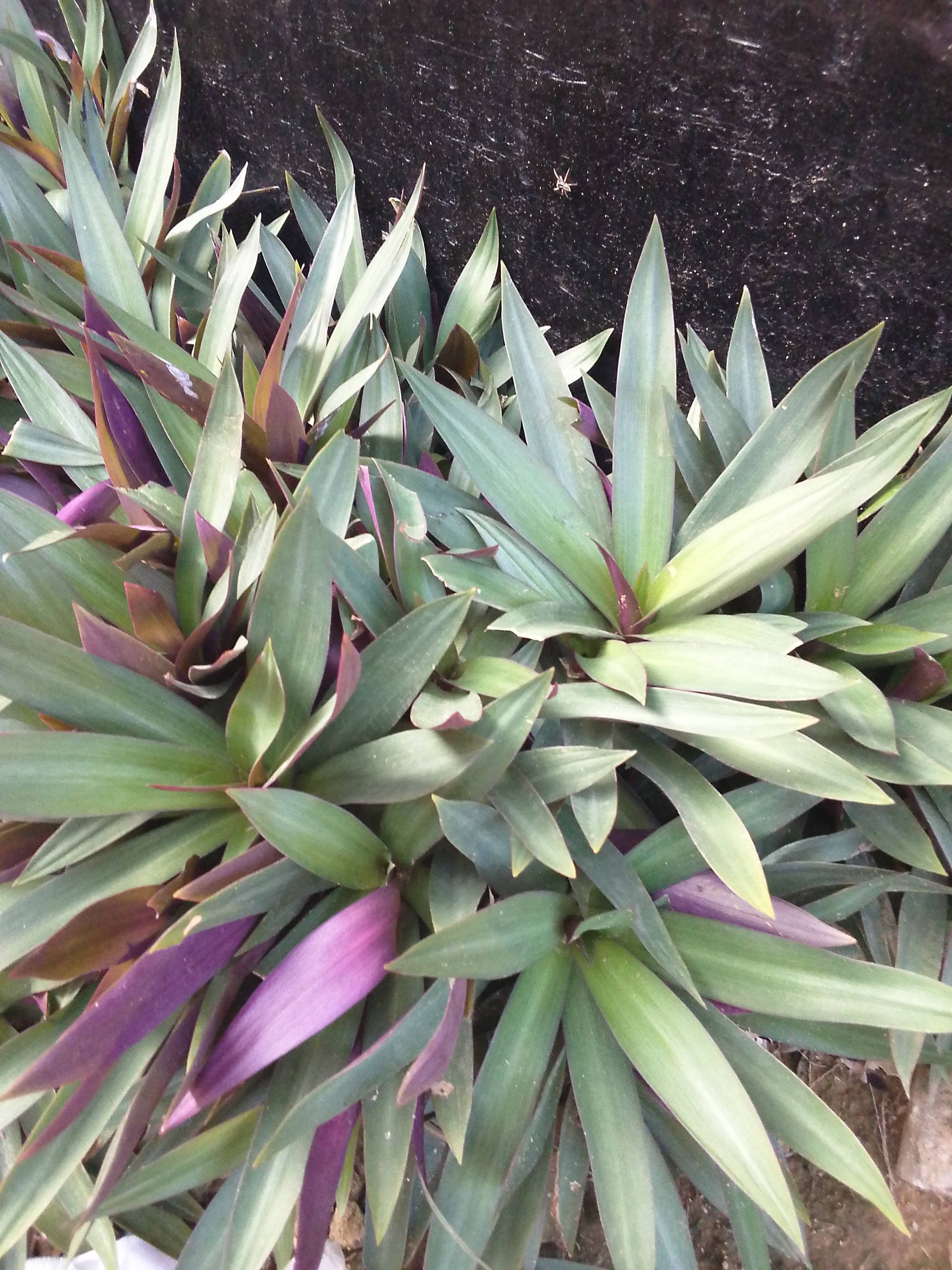 Conseils de soin pour Moses-in-the-cradle (Tradescantia spathacea) avec légère sécheresse sur le bord des feuilles