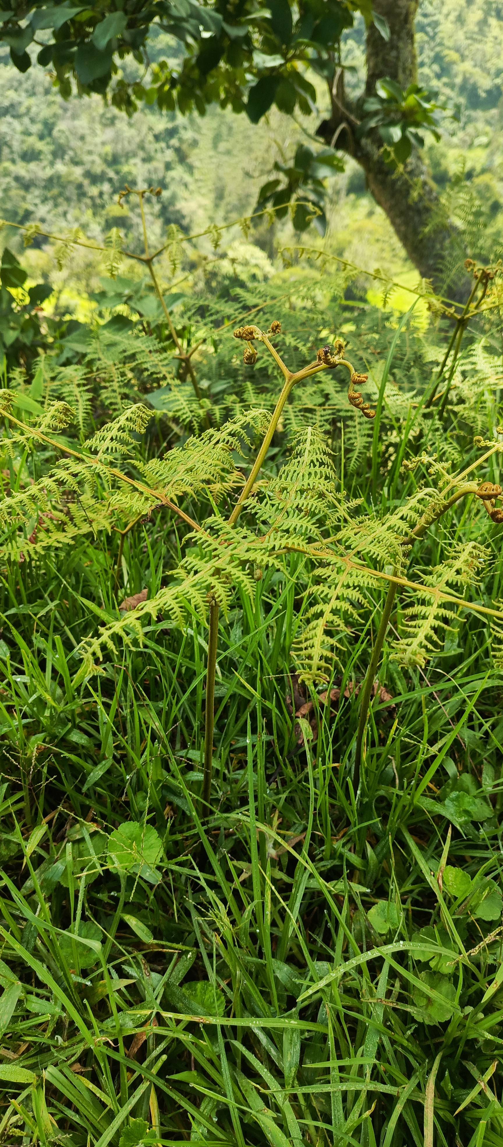 Pteridium esculentum: Diagnose und Pflege für gesunde Wedel