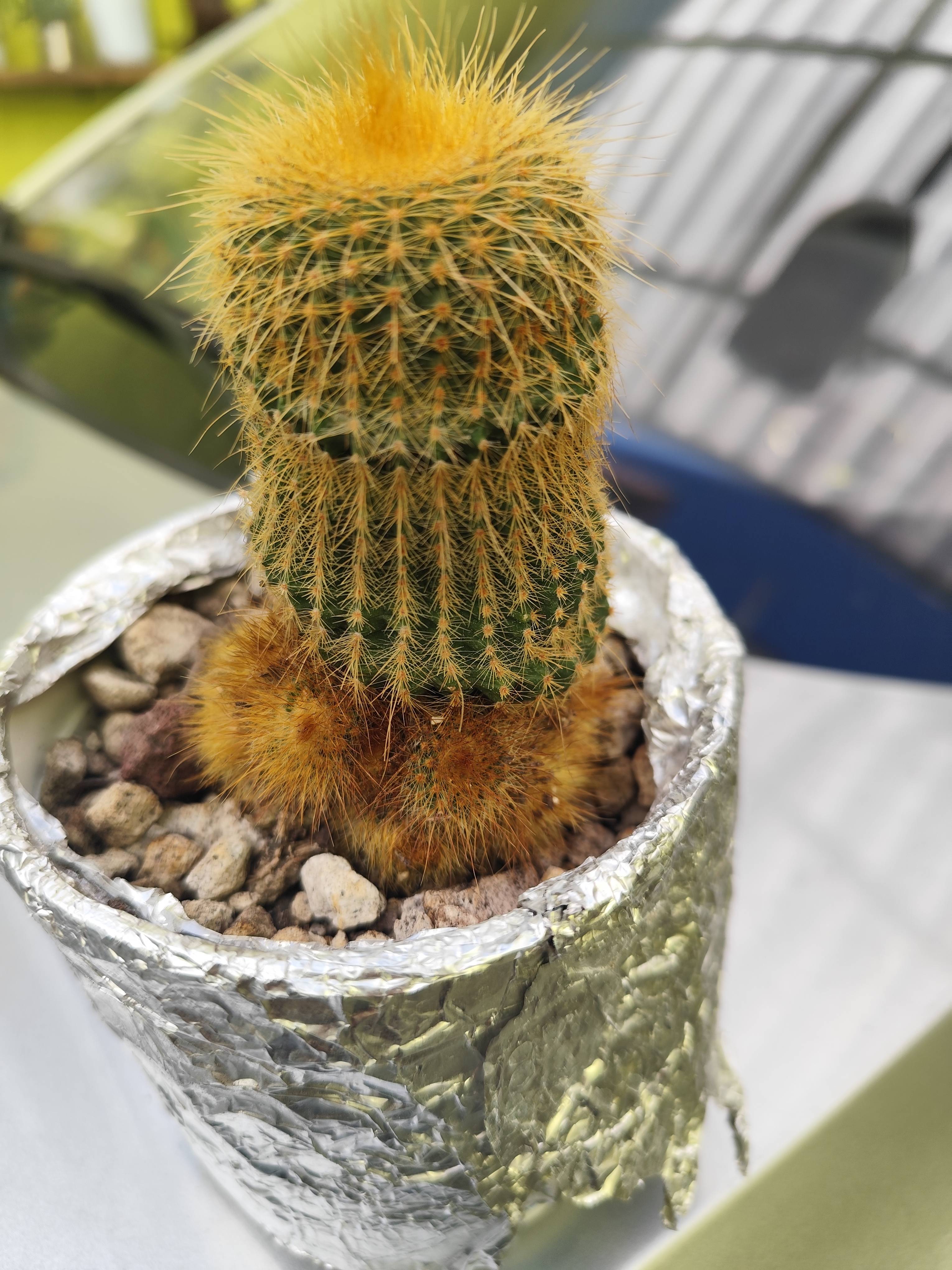 Pflege von Pollito (Parodia lenninghausii): gesunde Pflanze und wie man sie so erhält