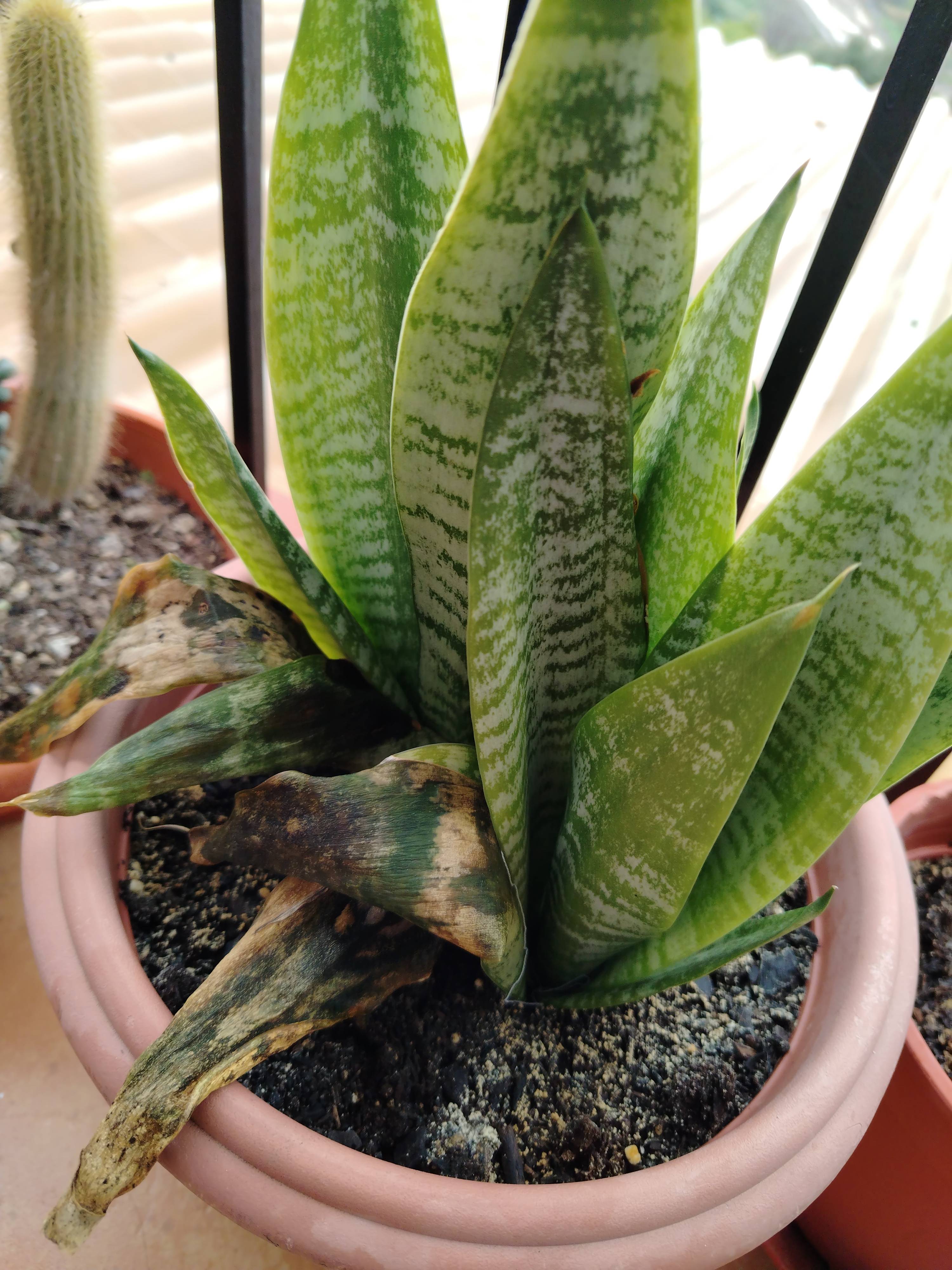 Diagnosis and care: brown spots on Mother-in-law's Tongue (Dracaena hyacinthoides)