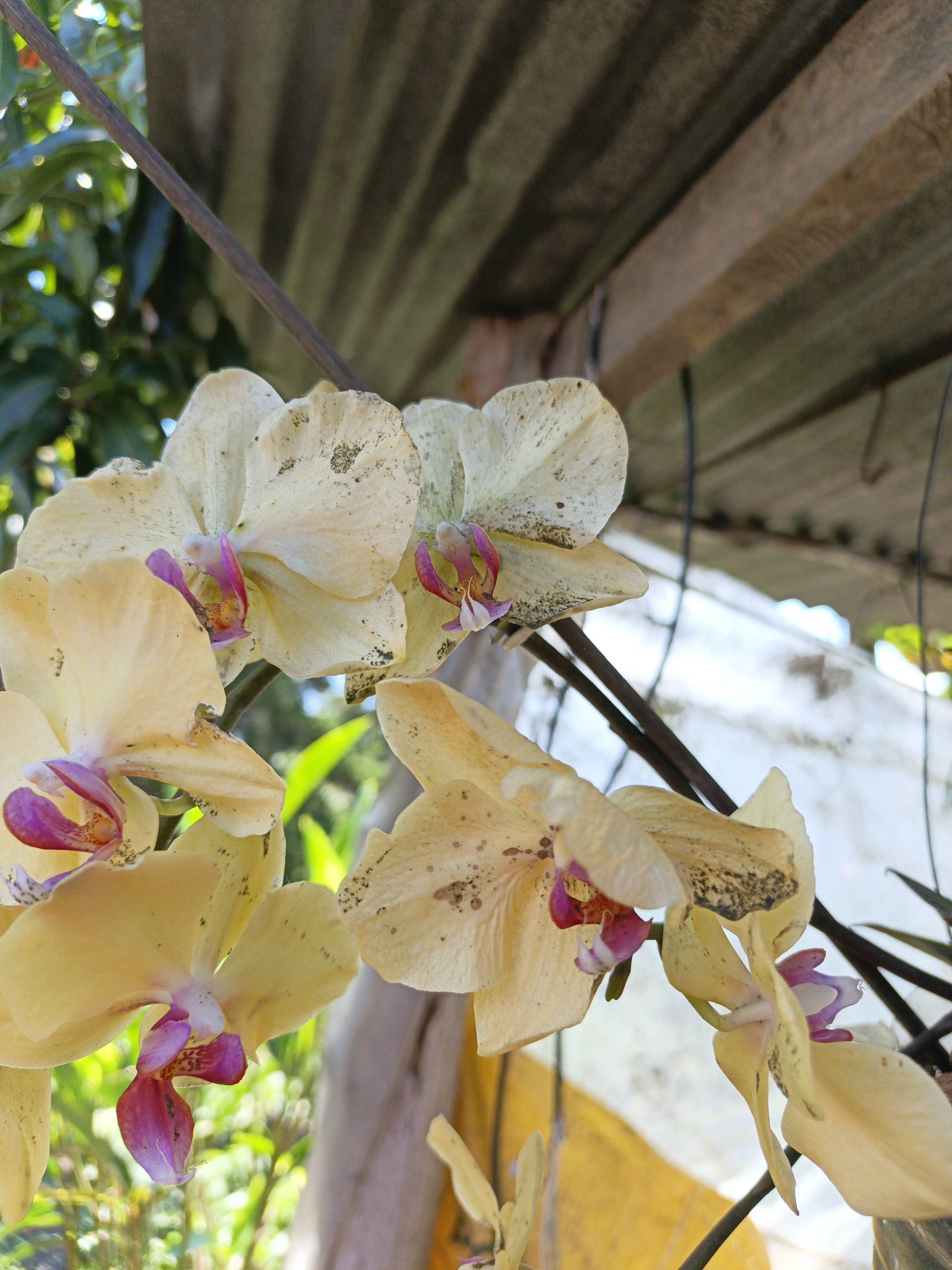 Why my Phalaenopsis orchid has ash-like dust on the flowers and what to do